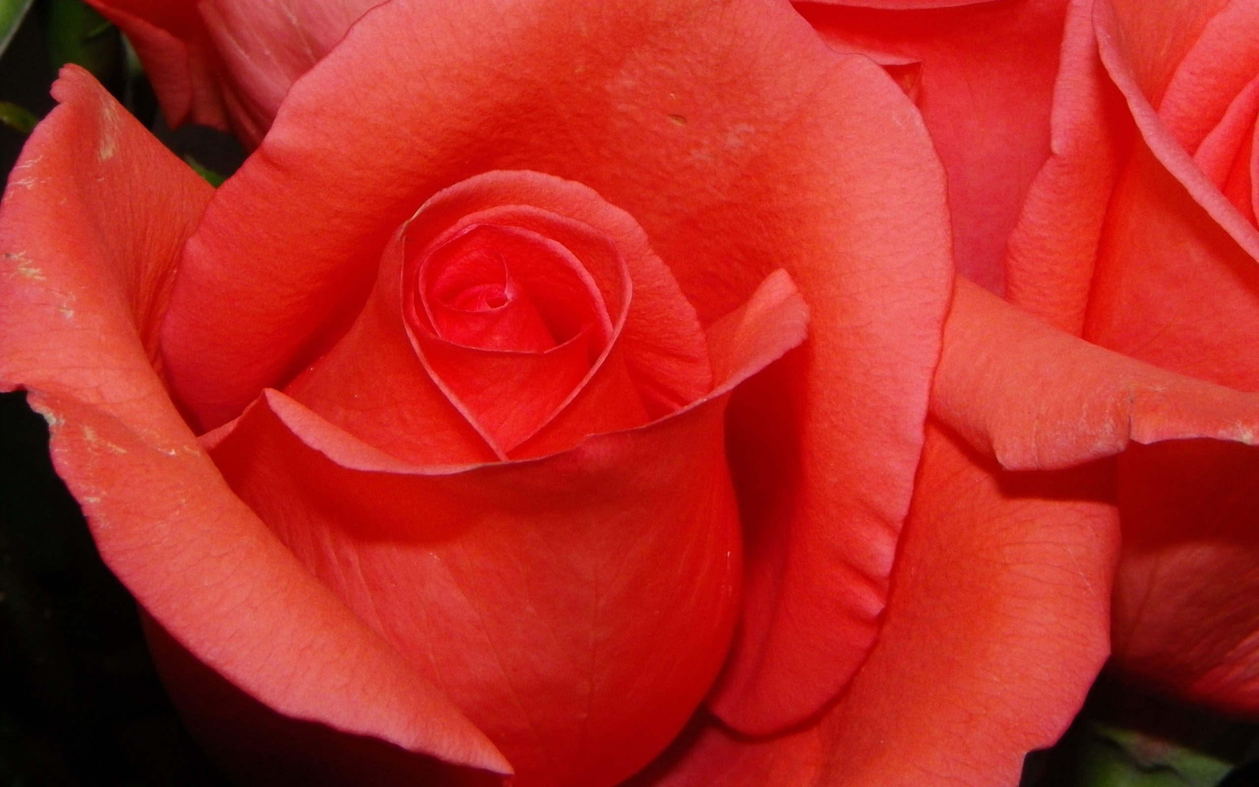 Бутон розы обои