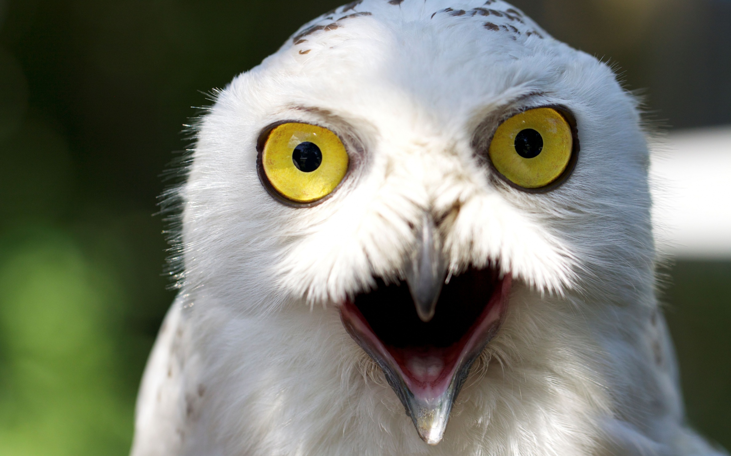 Сова в шоке! обои