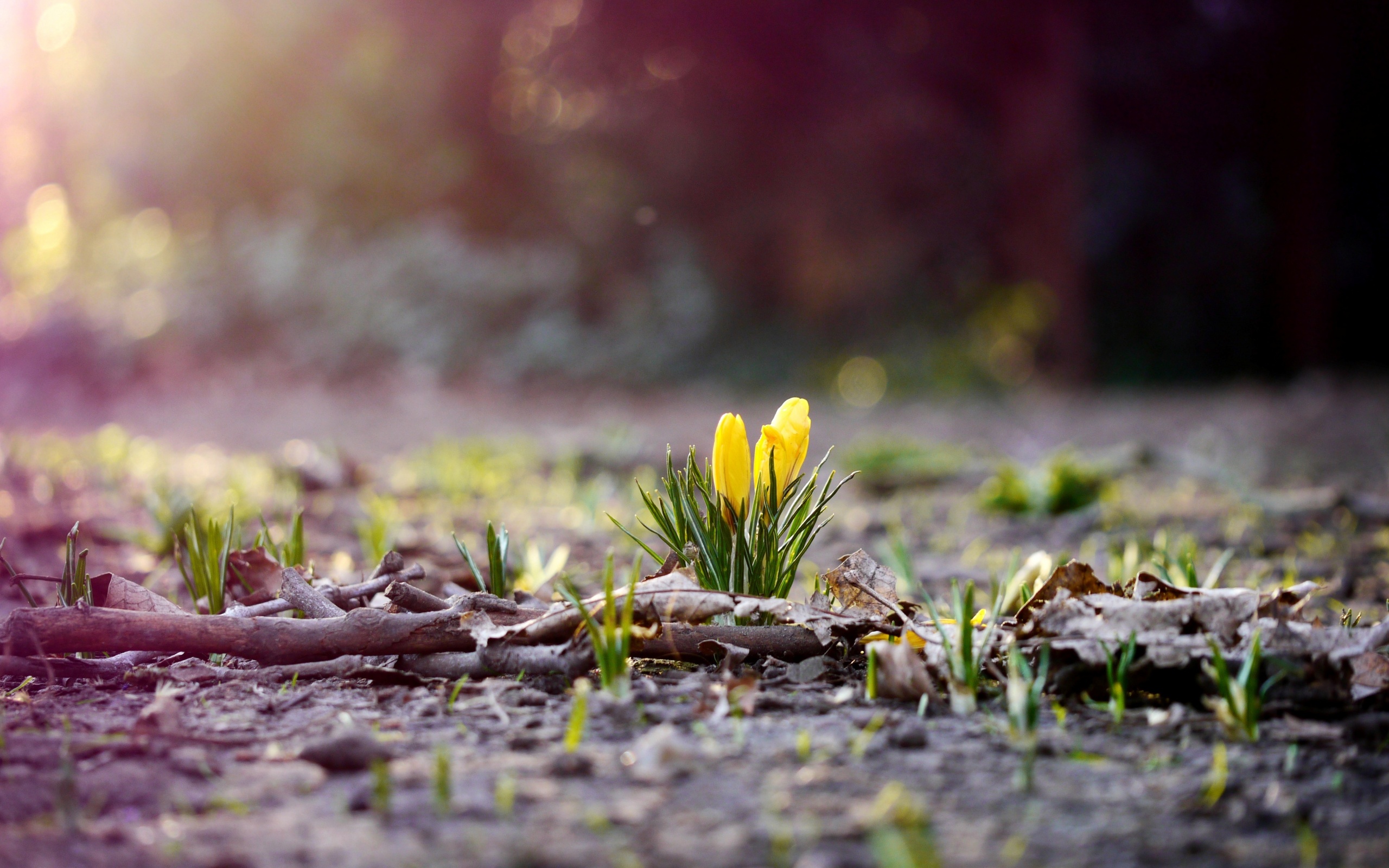 Весенняя трава и цветы обои