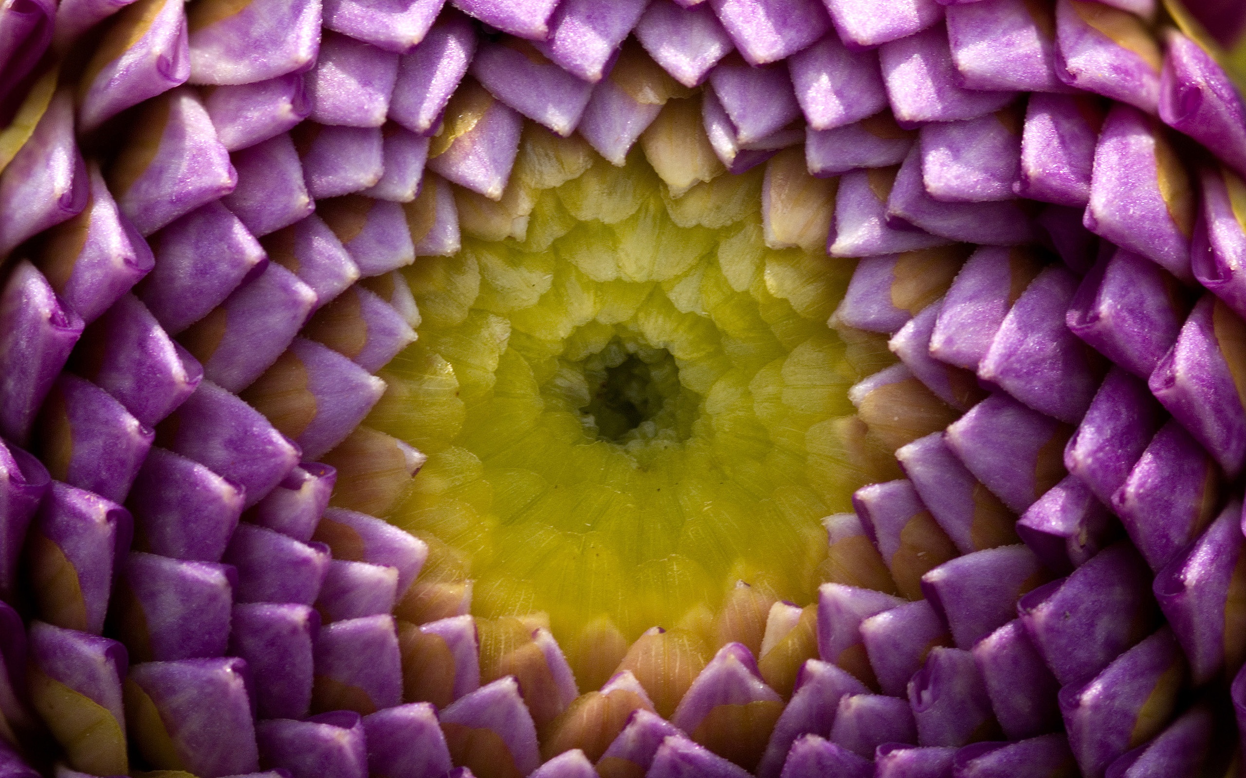 Сердцевина цветка обои