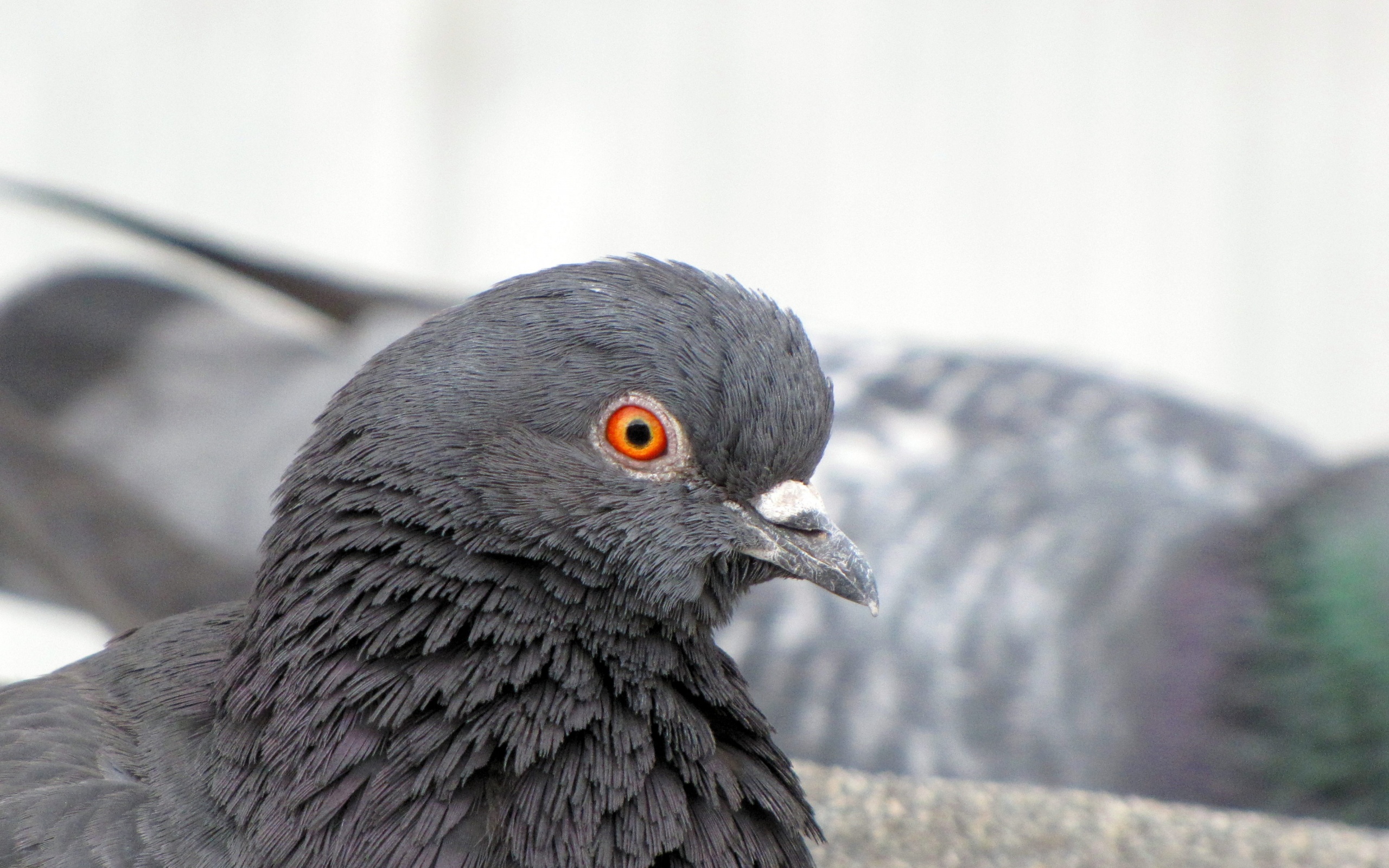 Смотрит в самую душу обои