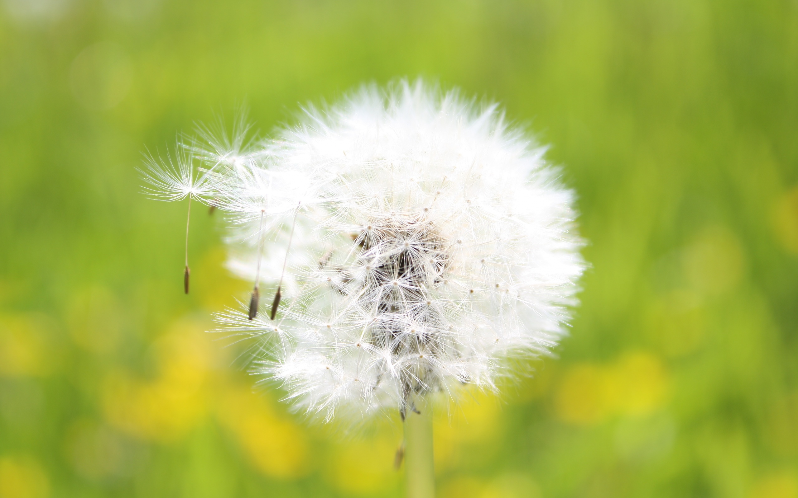 Одуванчик обои