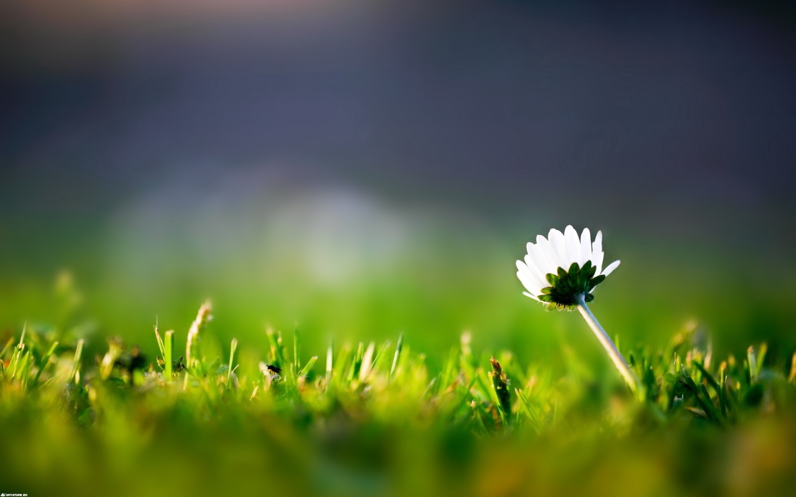 Цветок на траве обои