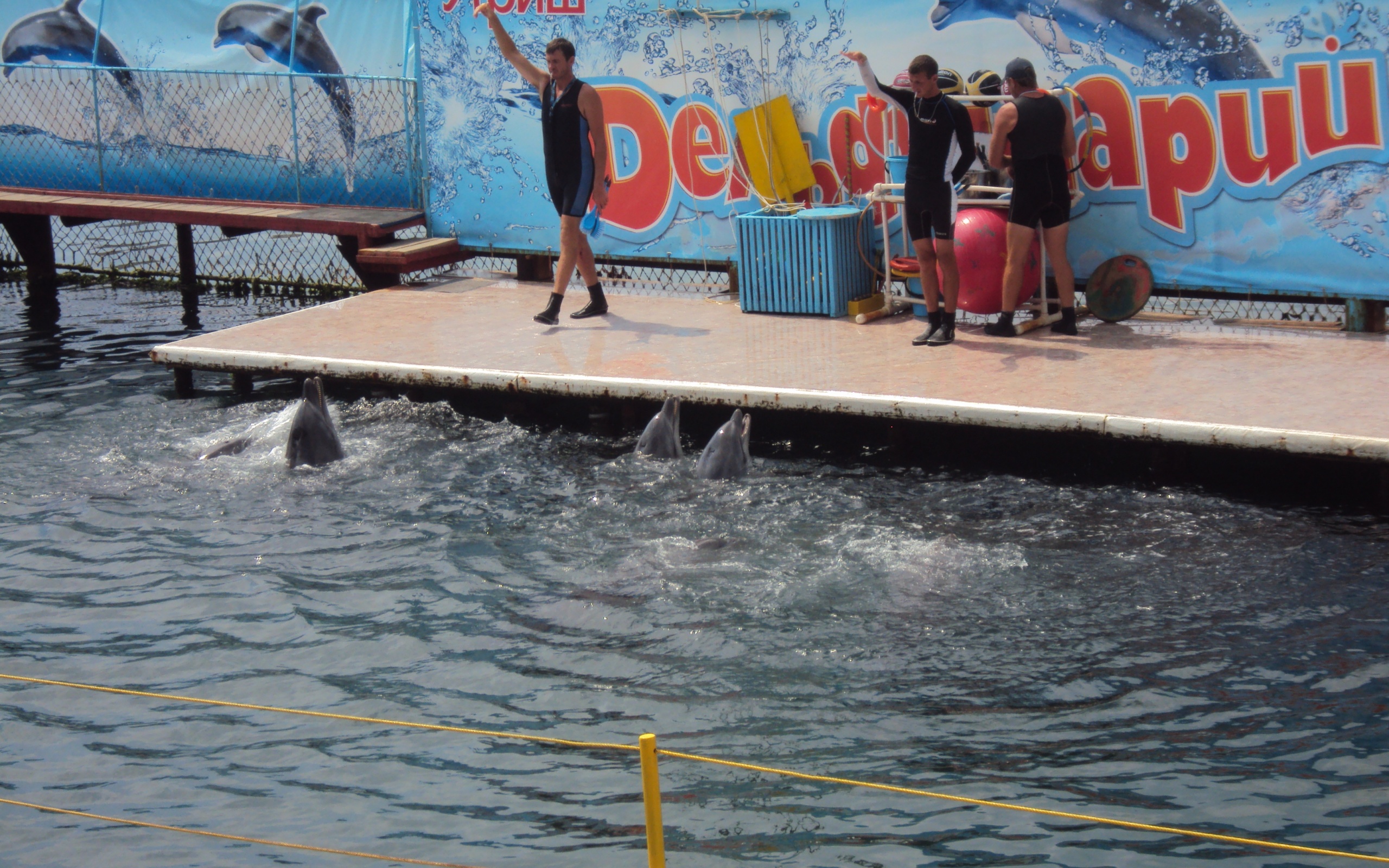 Утро в дельфинарии обои