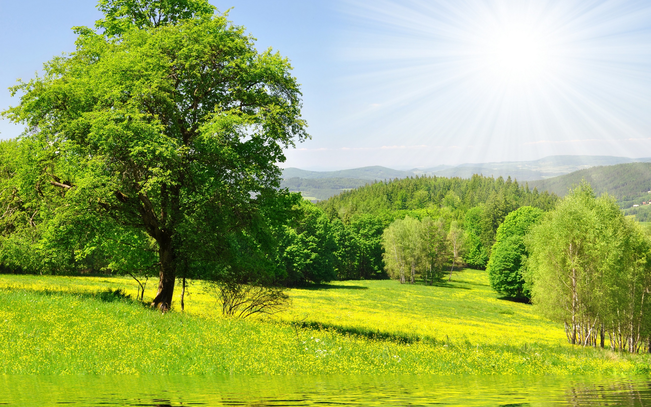 Дерево у воды обои