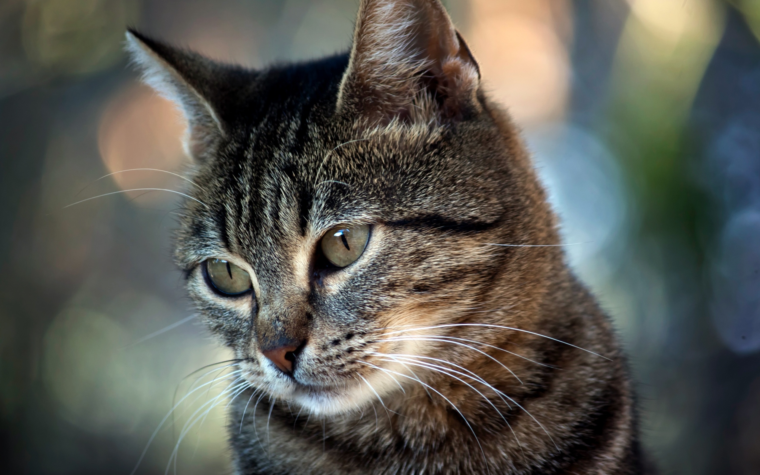 Кот усатый обои