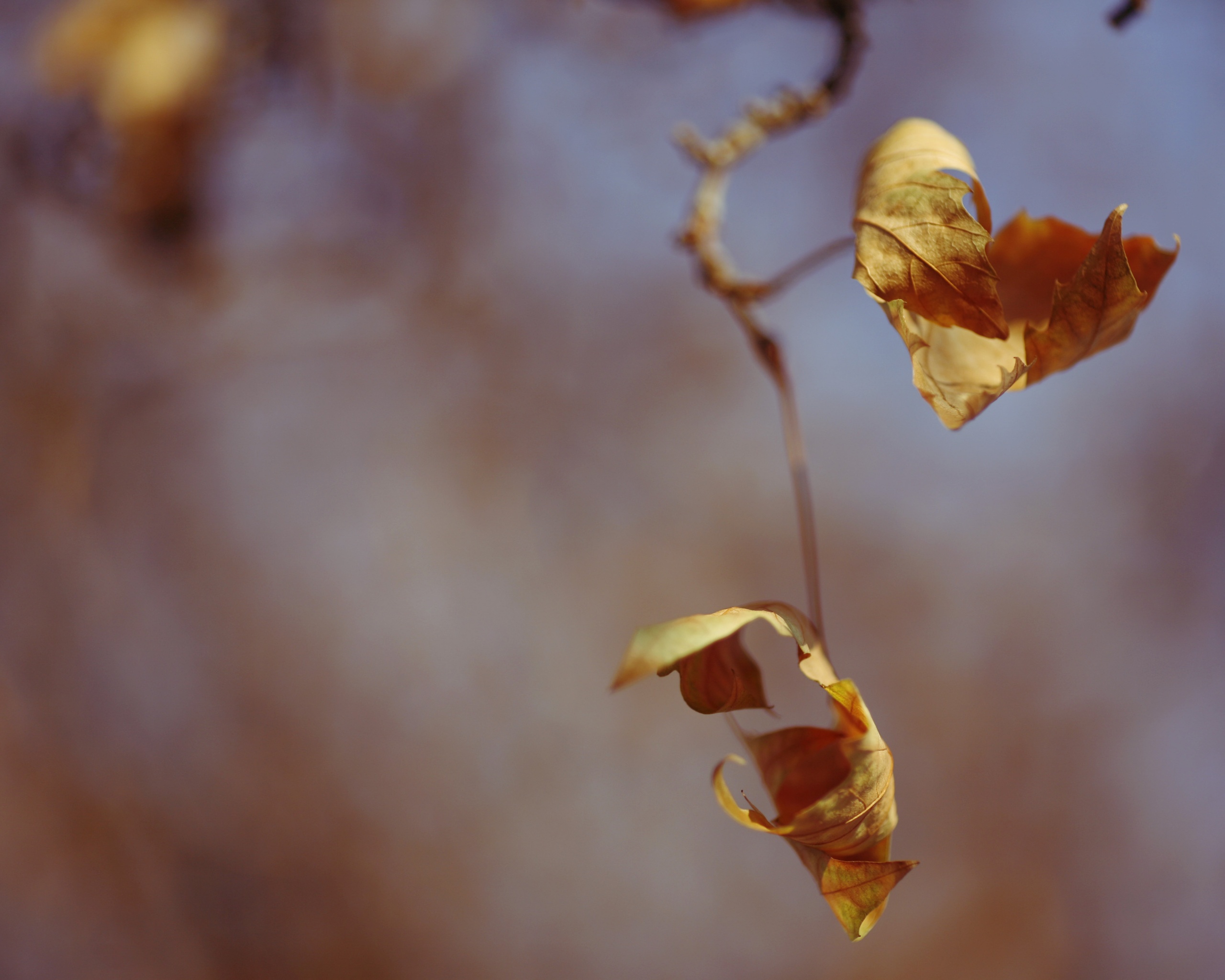 Увядшие листья обои