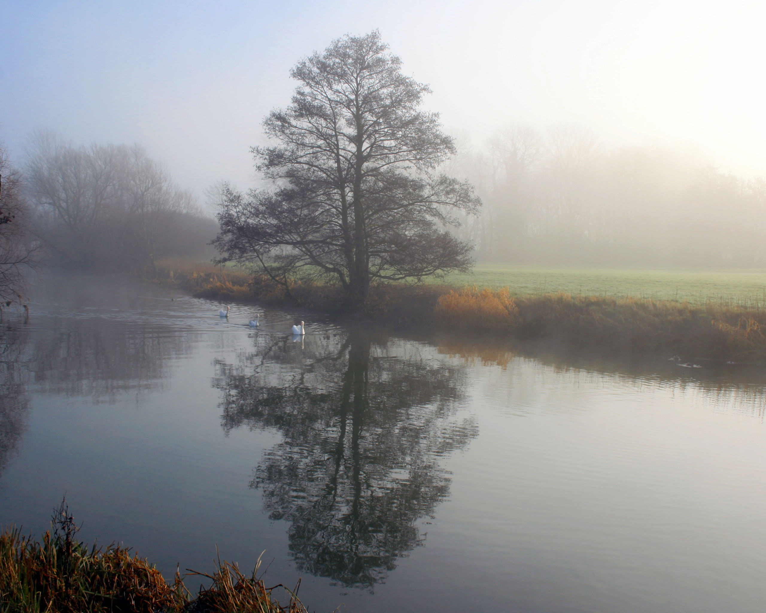 Дерево в тумане обои