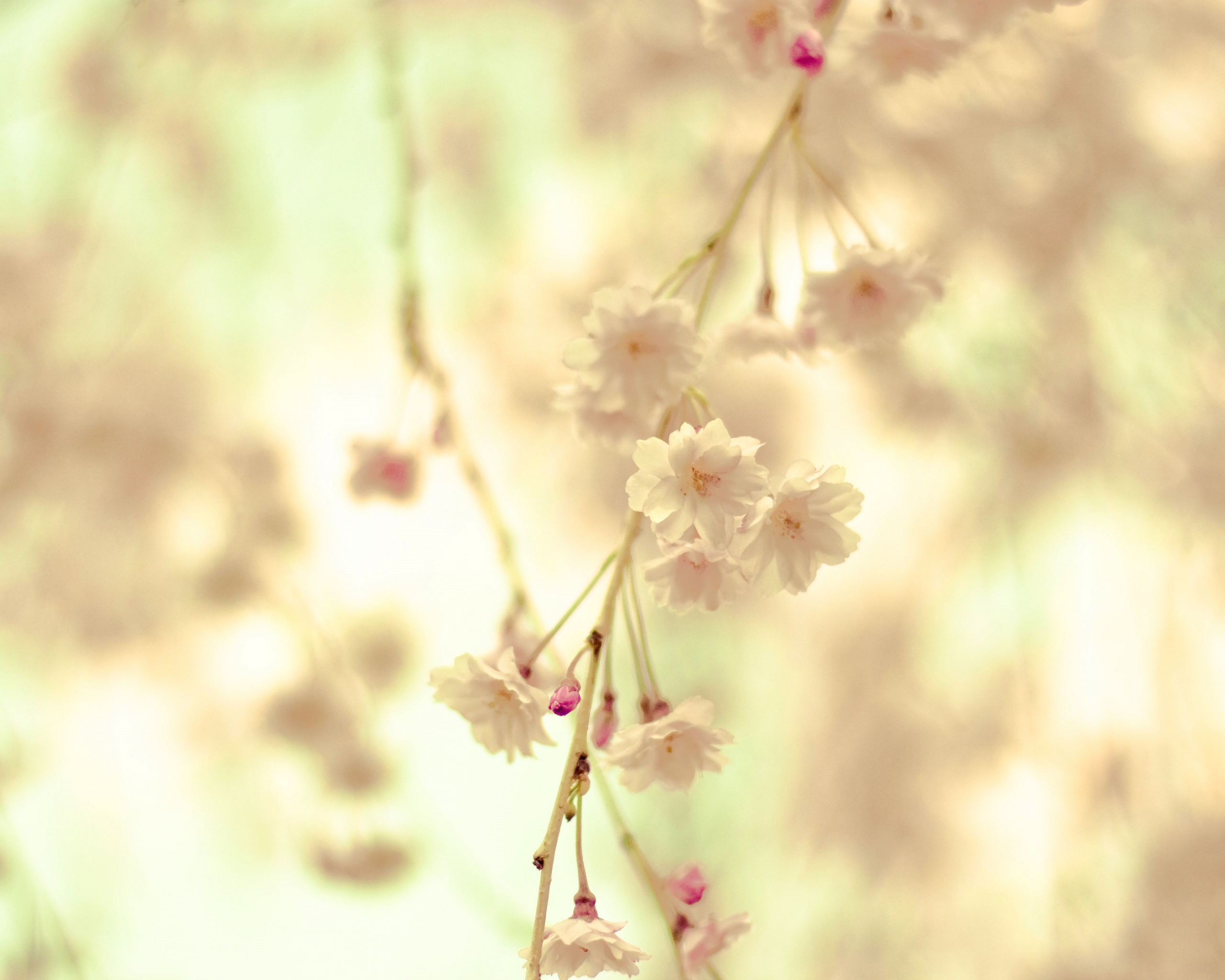 Нежные цветы обои