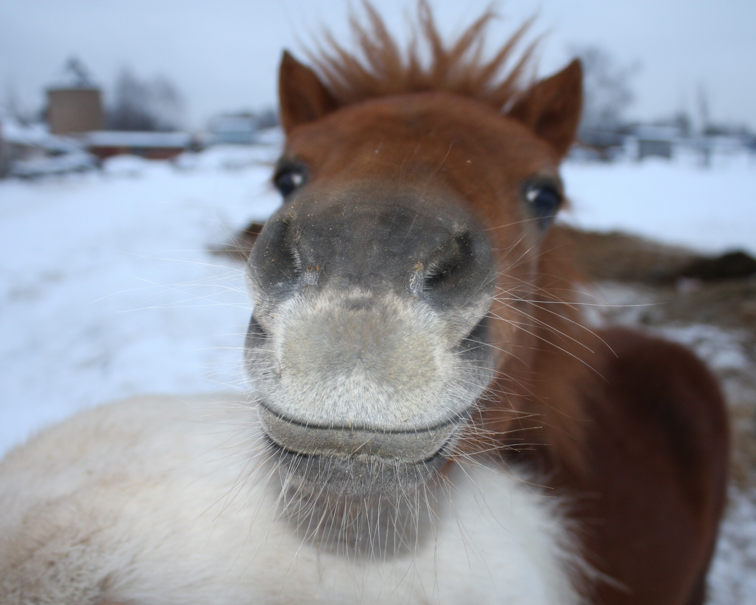 Морда пони обои