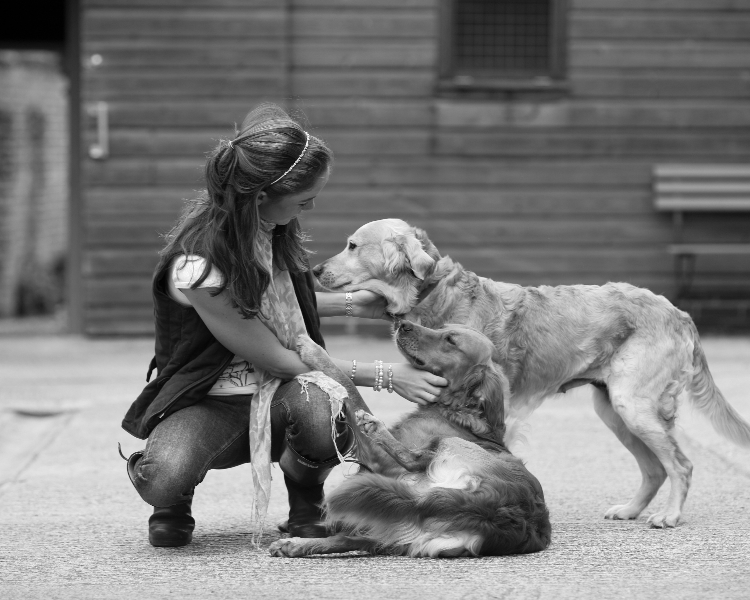 Девушка с собаками обои