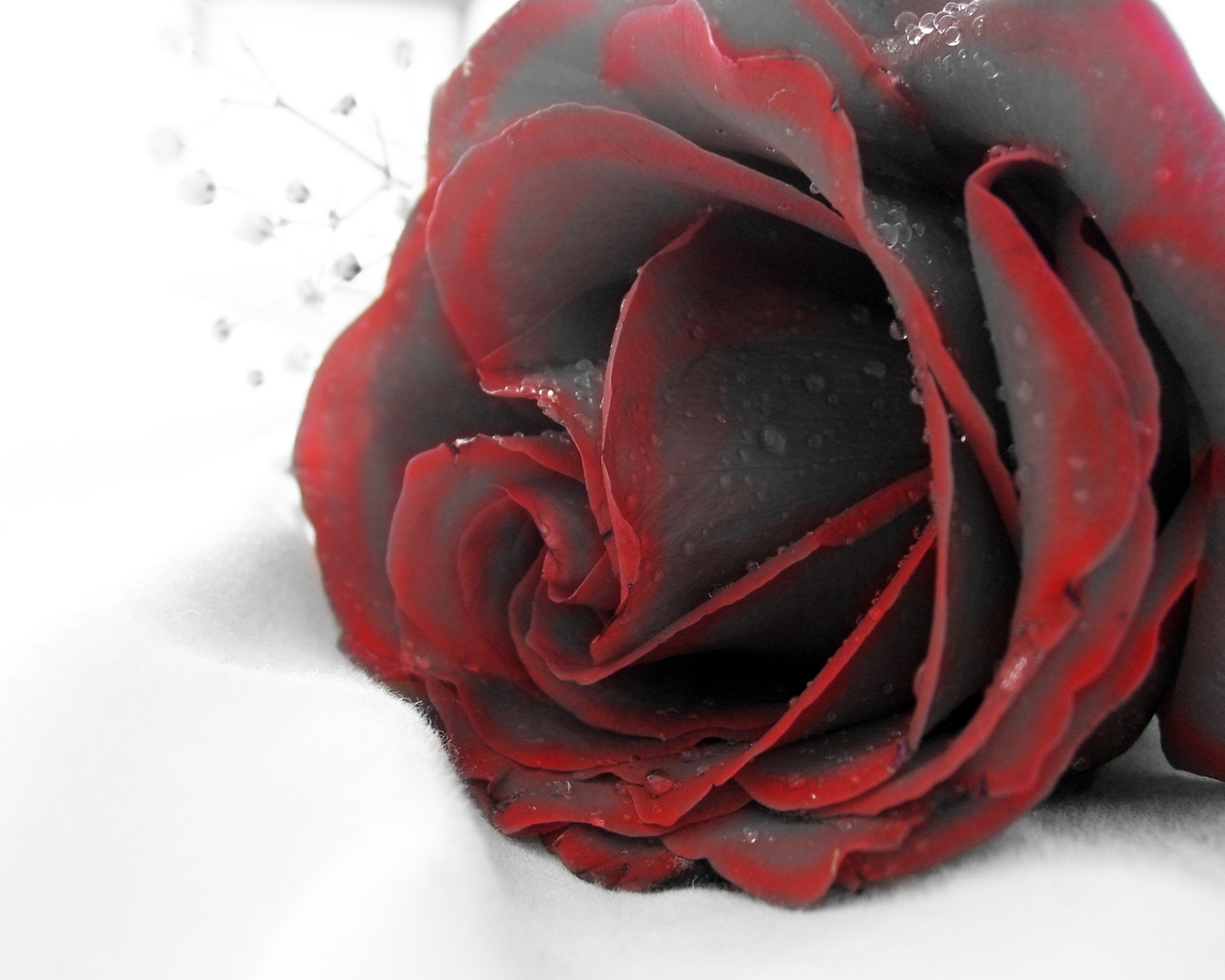 Чернеющая роза обои