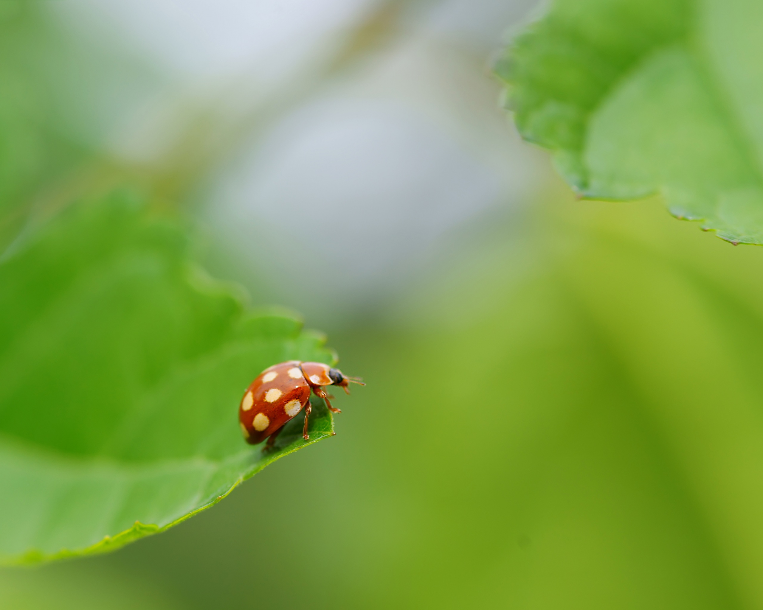 Божья коровка обои