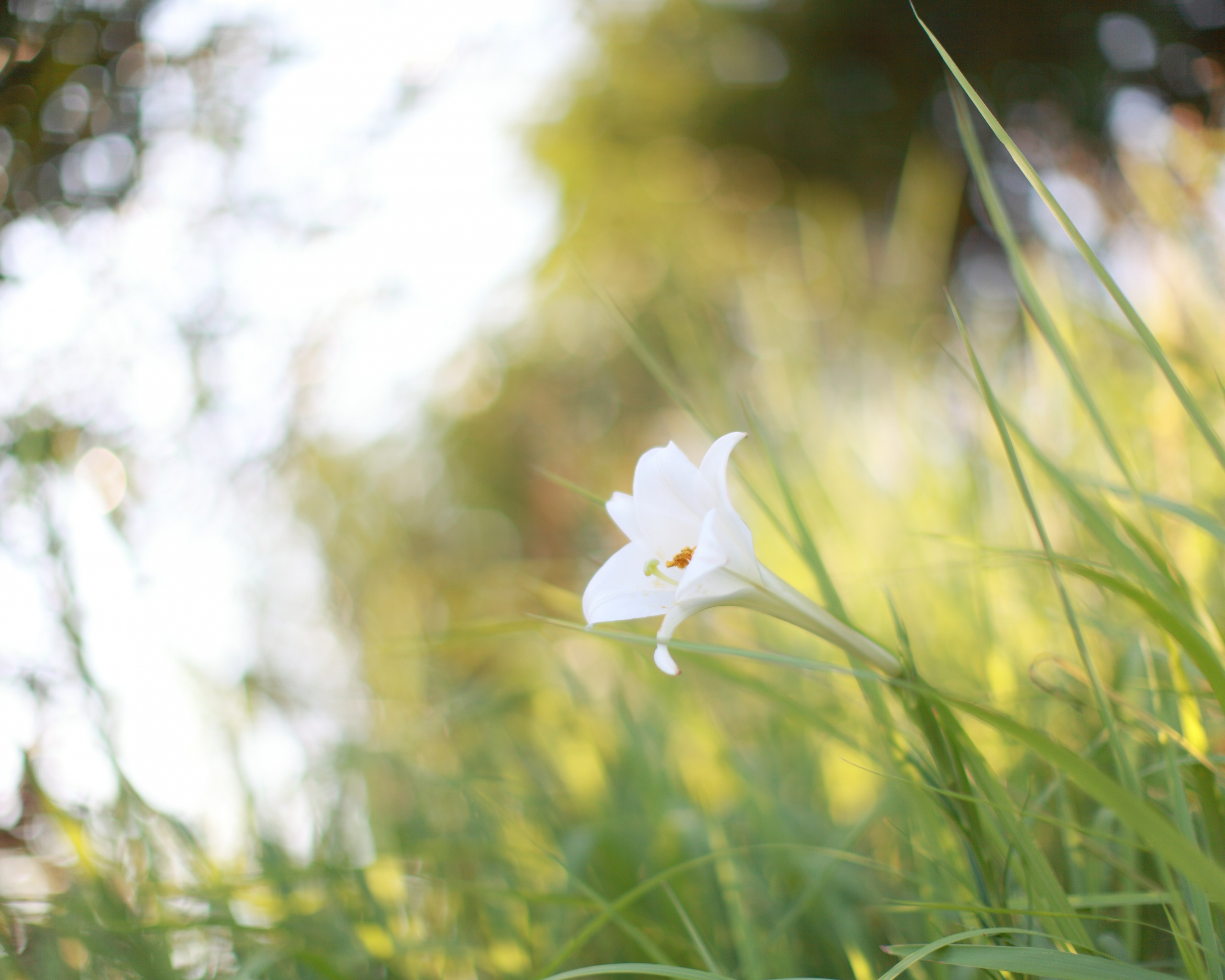 Цветок затерявшийся в траве обои
