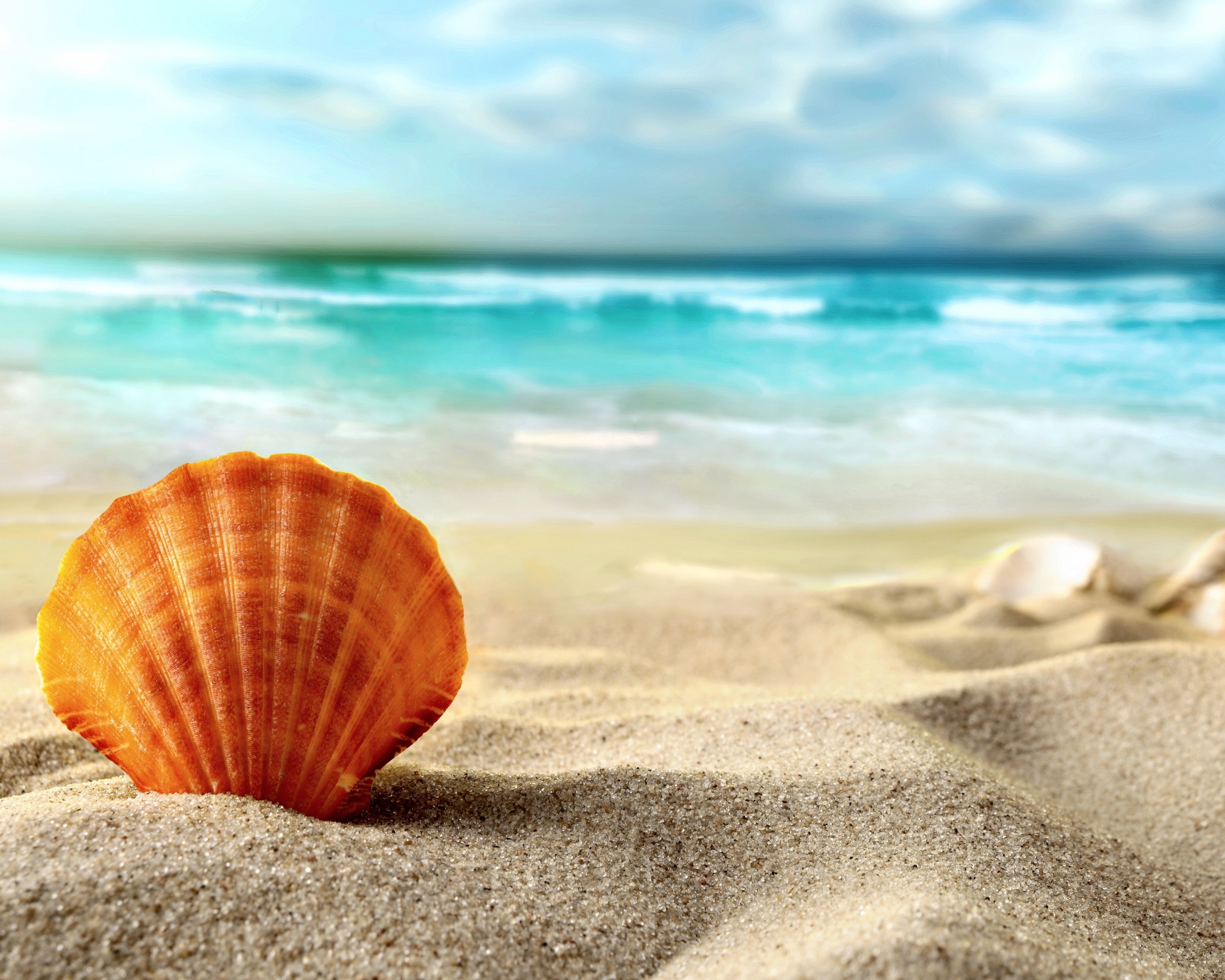 Раковина на летнем бережке обои