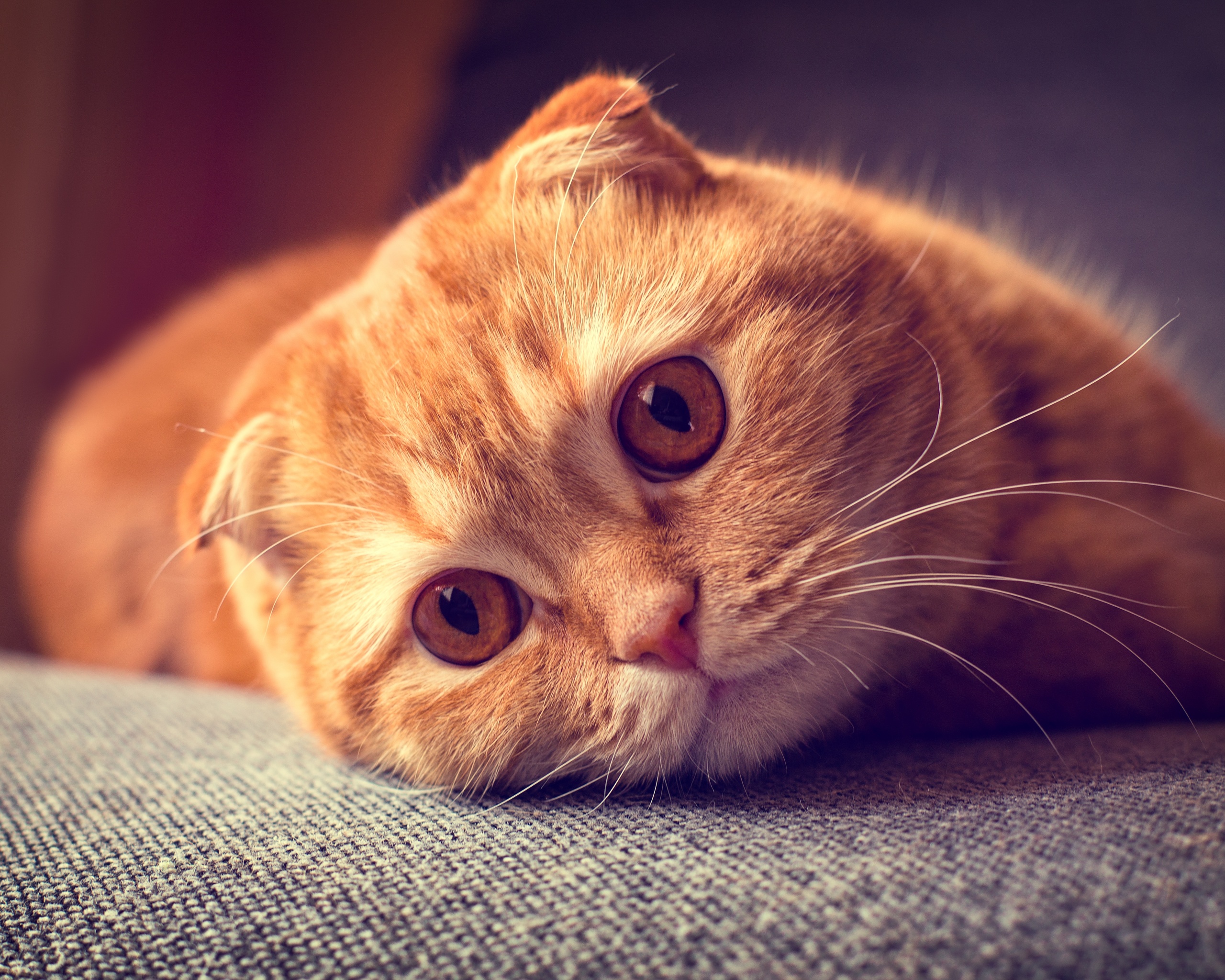 Скоттиш фолд рыжий обои