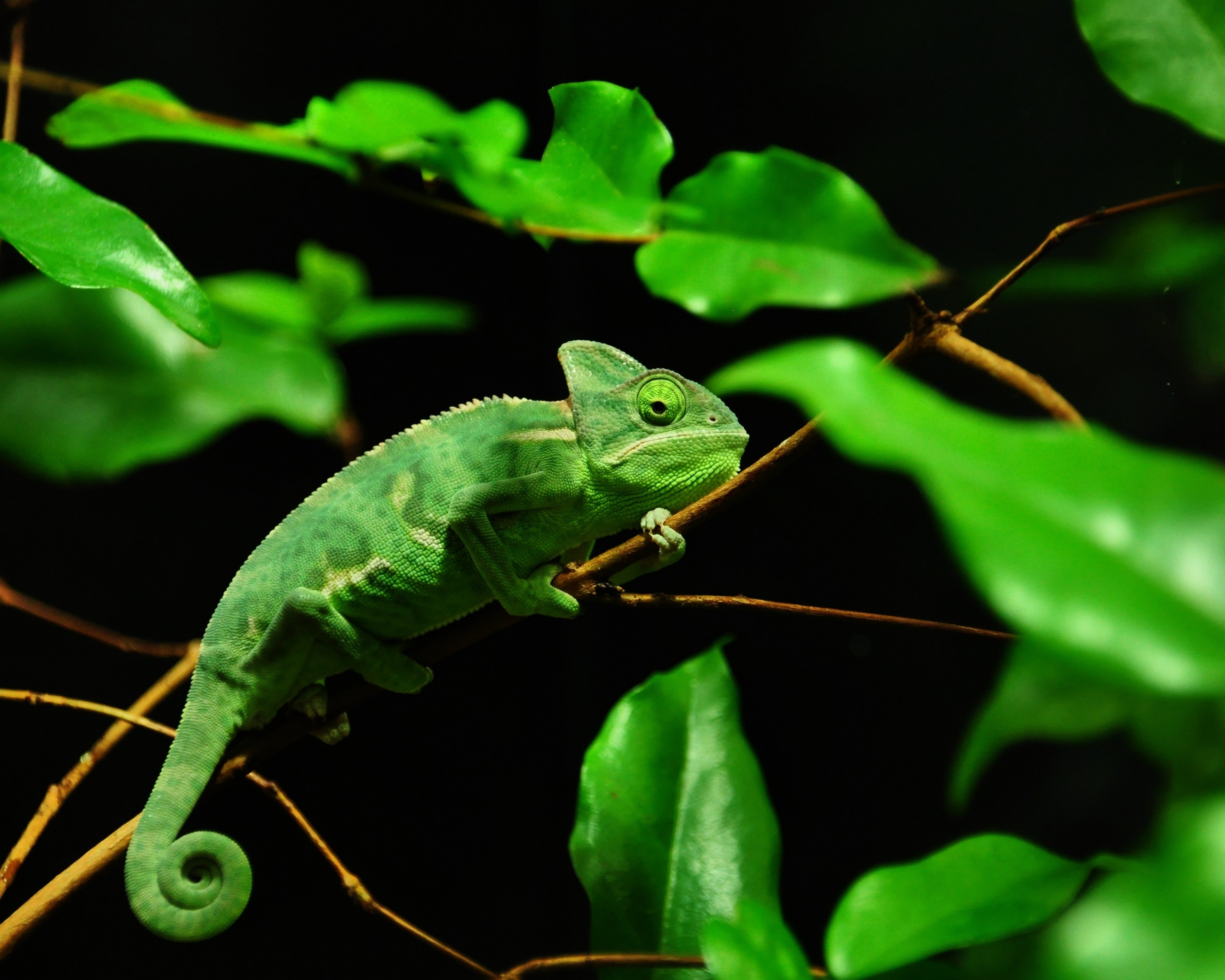 Хамелеон в листве обои