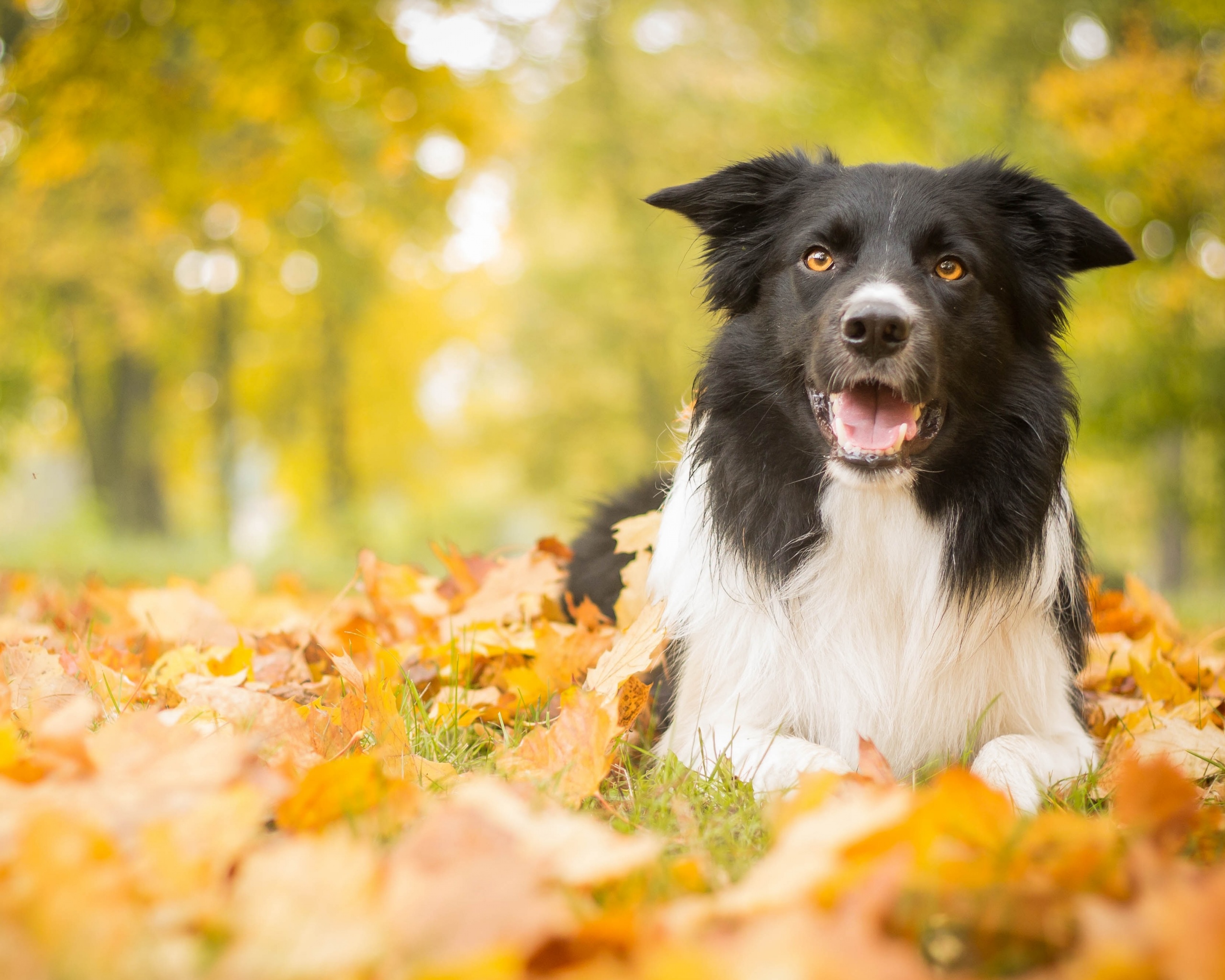 Пес среди листвы обои