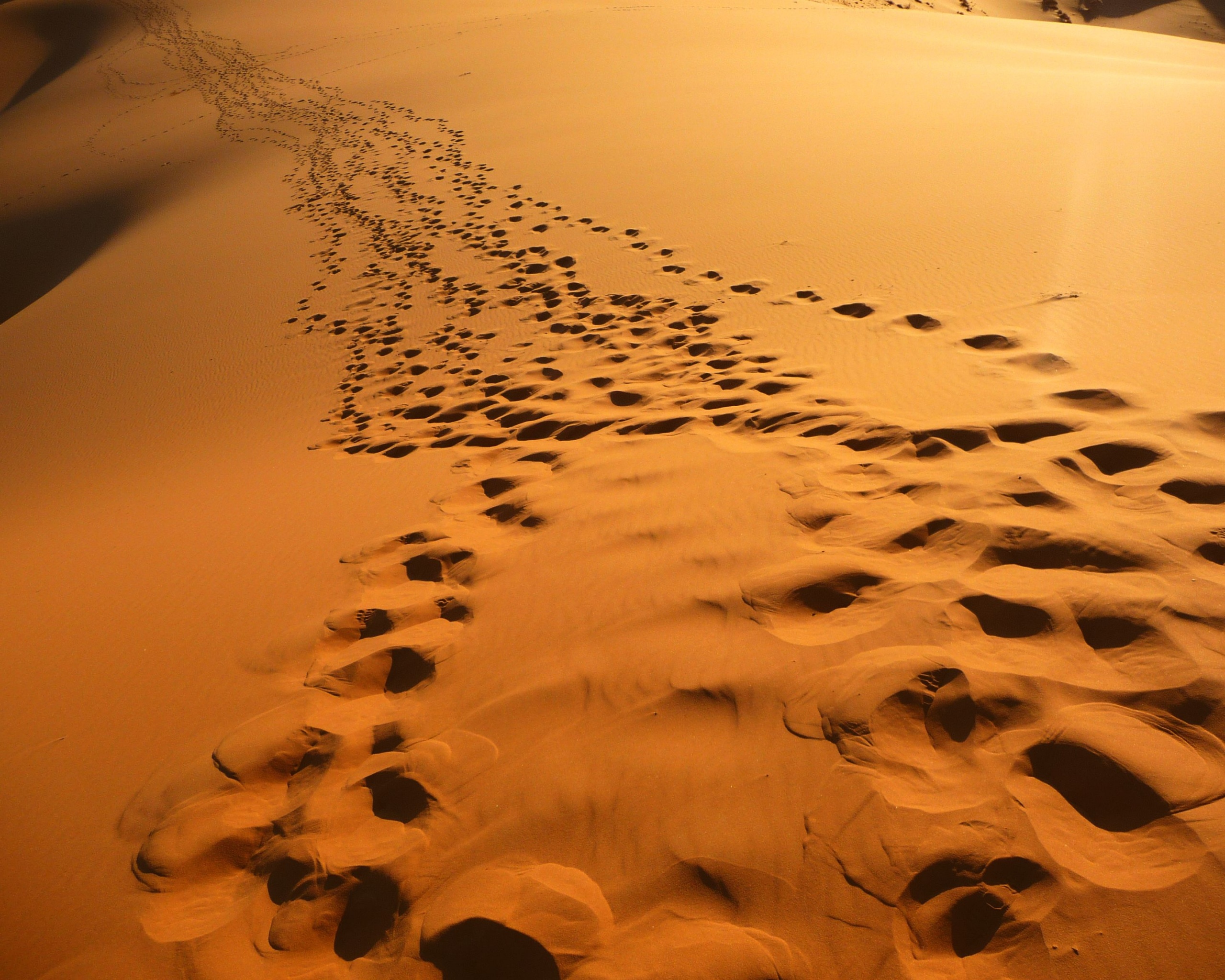 Следы в пустыне обои