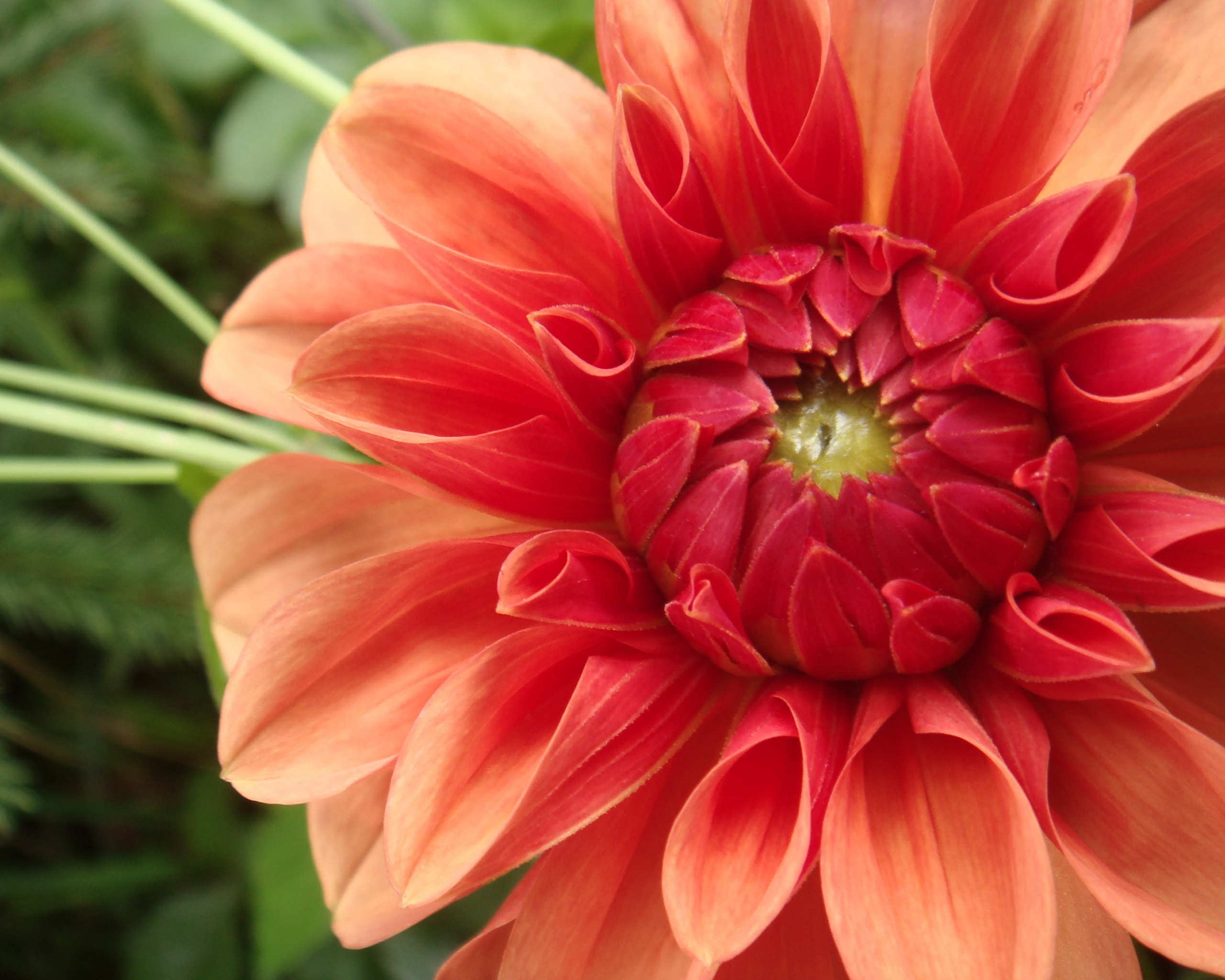 Аленький цветочек обои