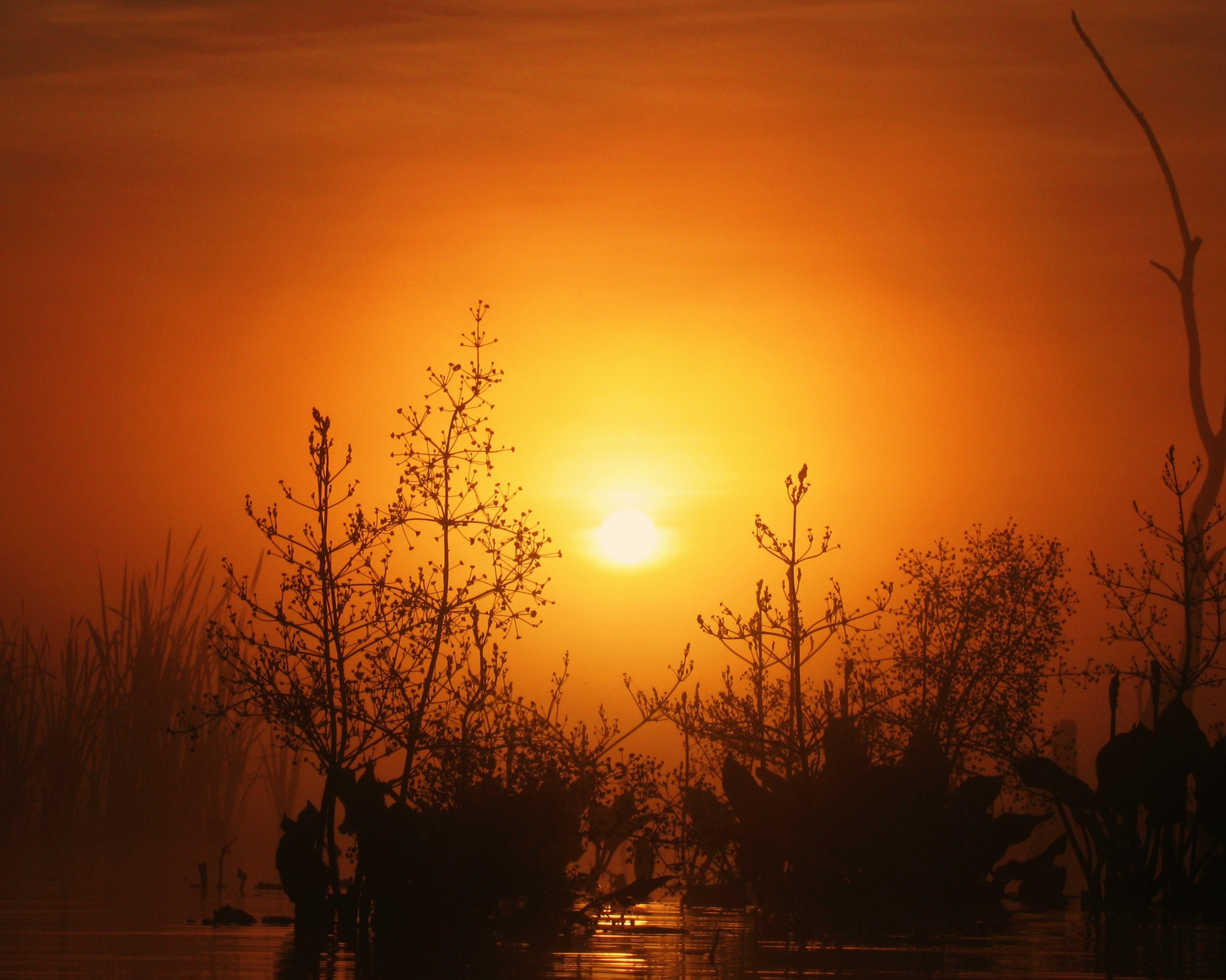 Доисторическое утро обои
