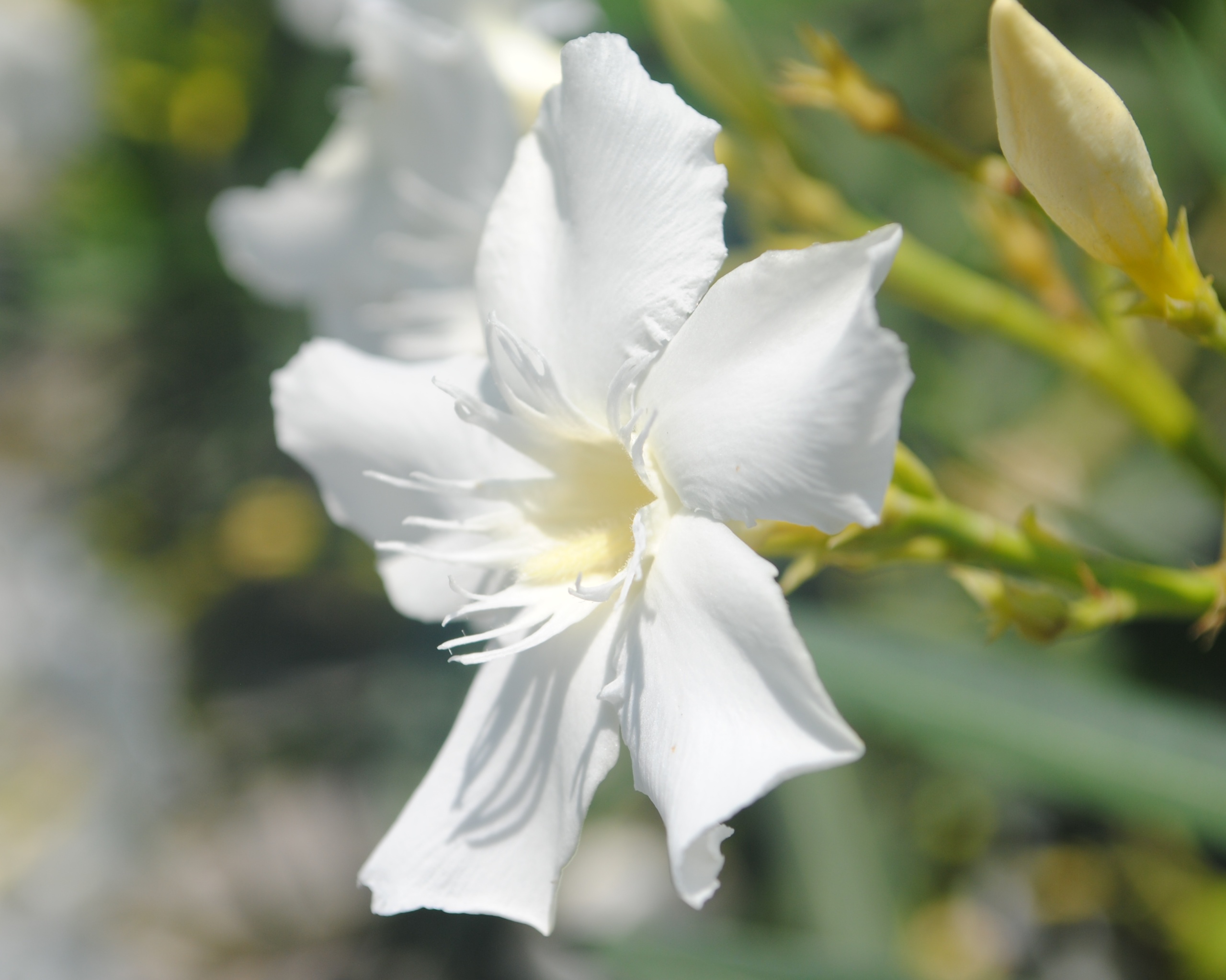 Эухарис, амазонская лилия обои