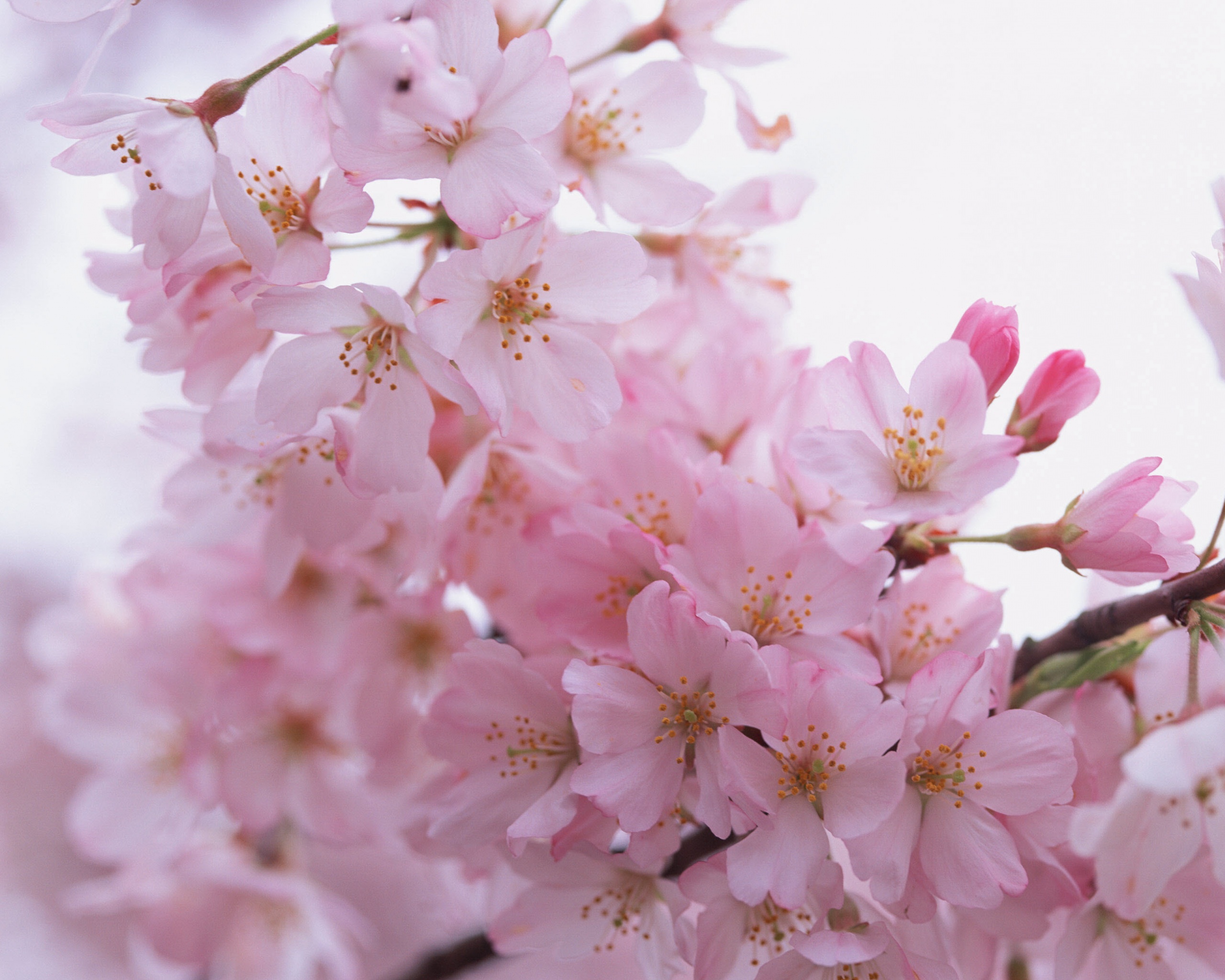 Цветение вишни обои