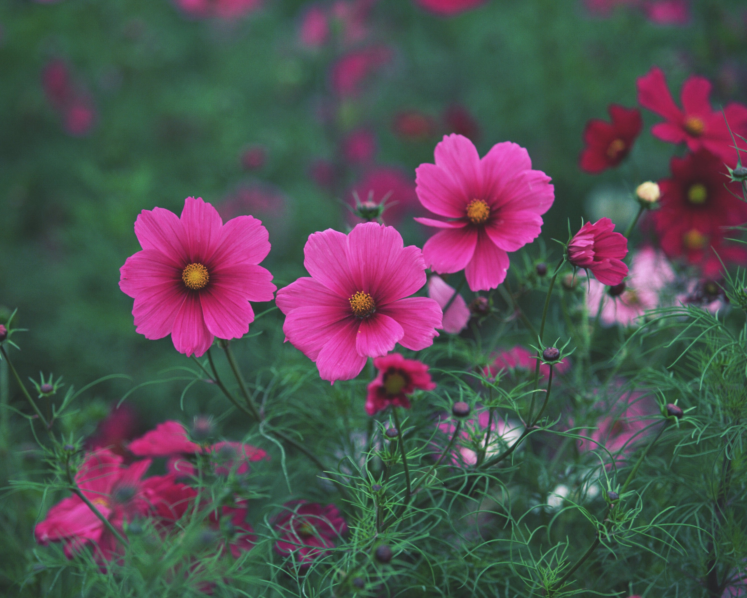 Яркие розовые цветы обои