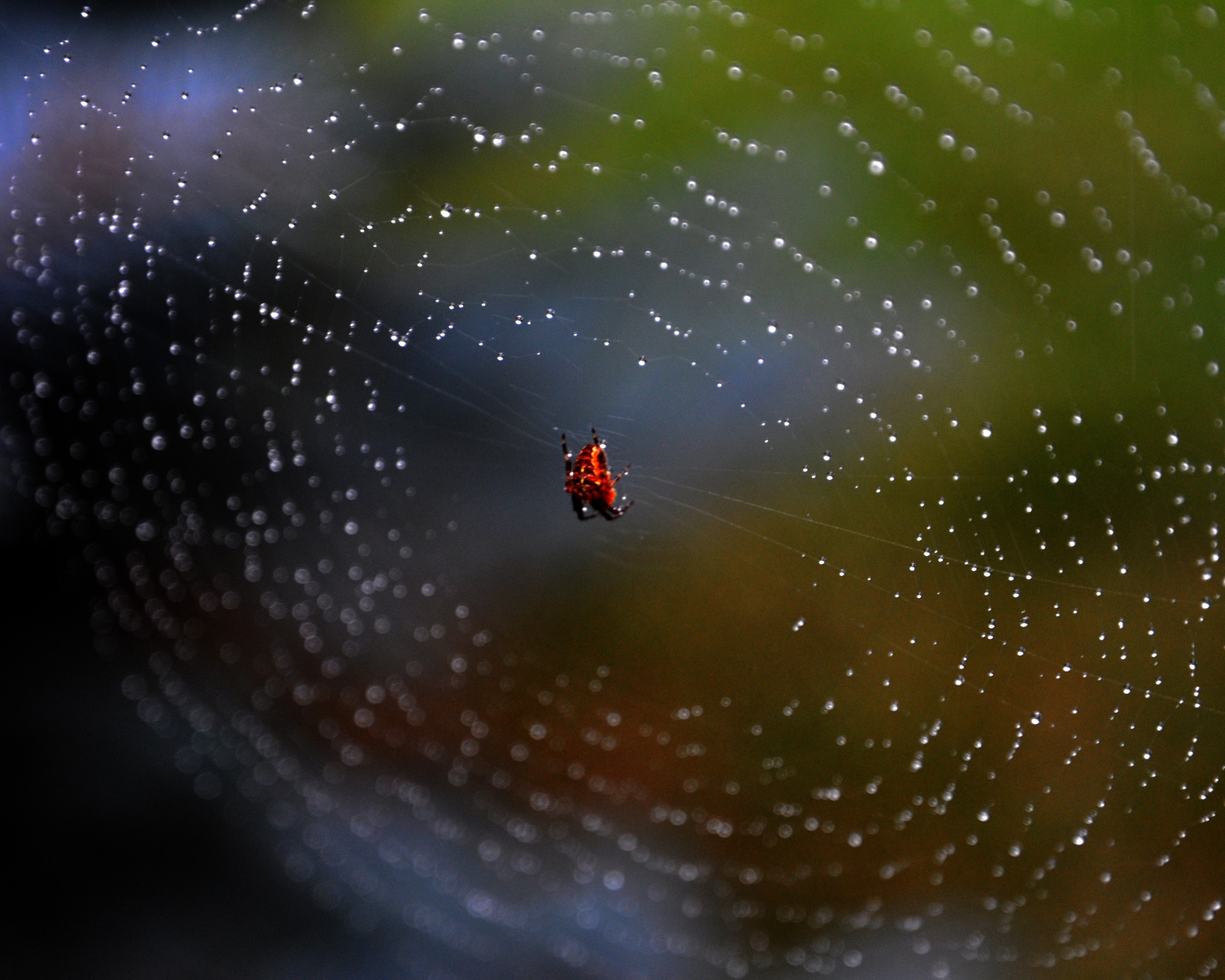 Паук на паутине обои