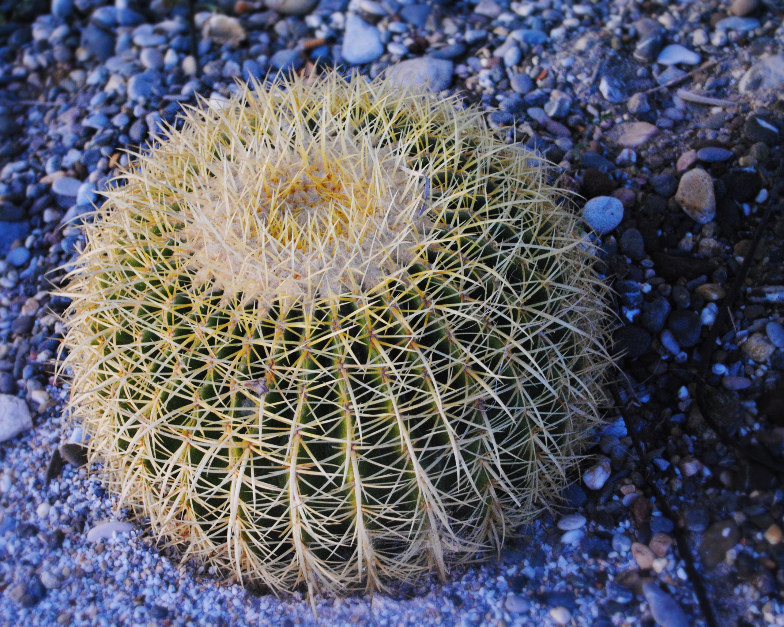 Круглый кактус обои