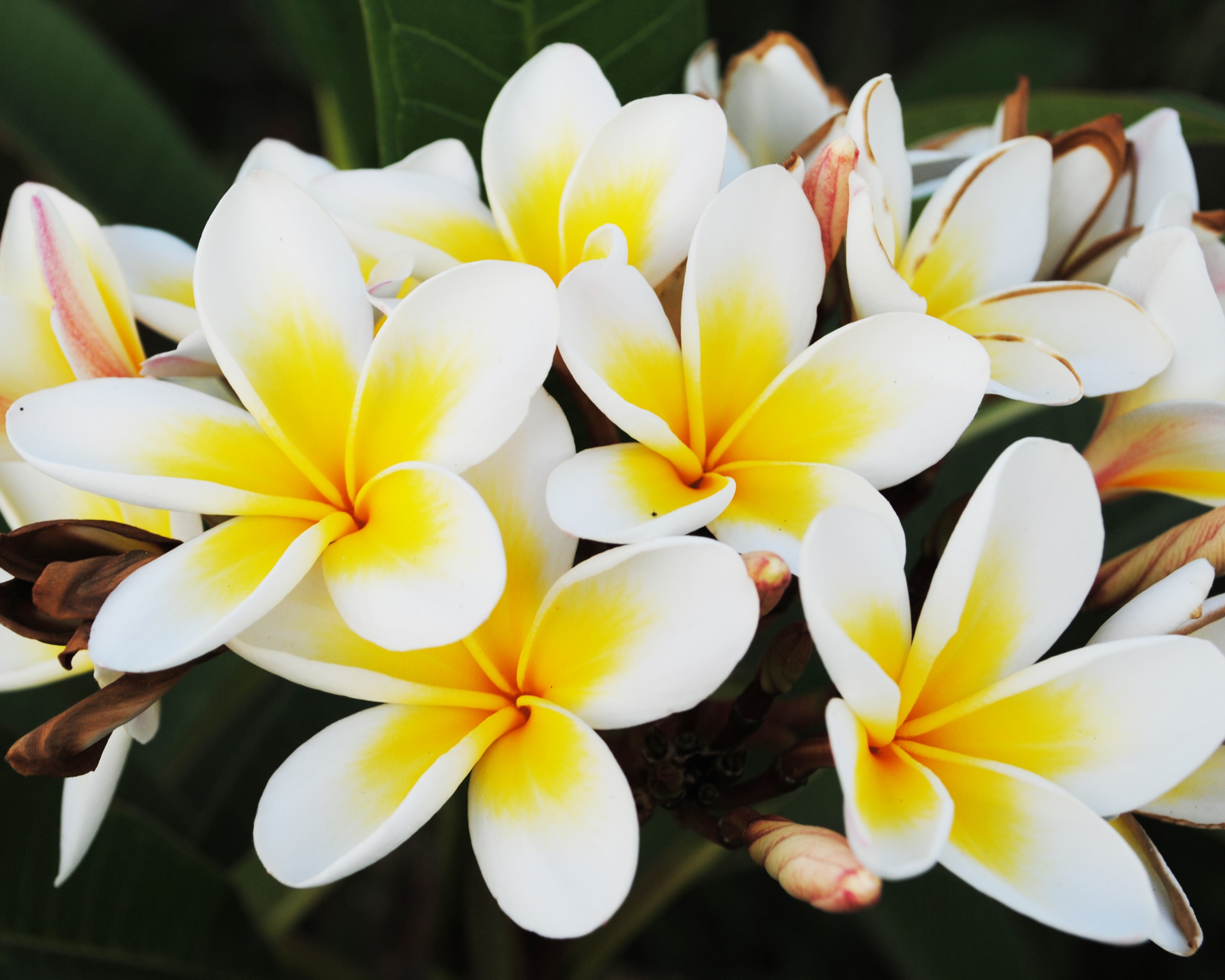 Прекрасные цветы обои