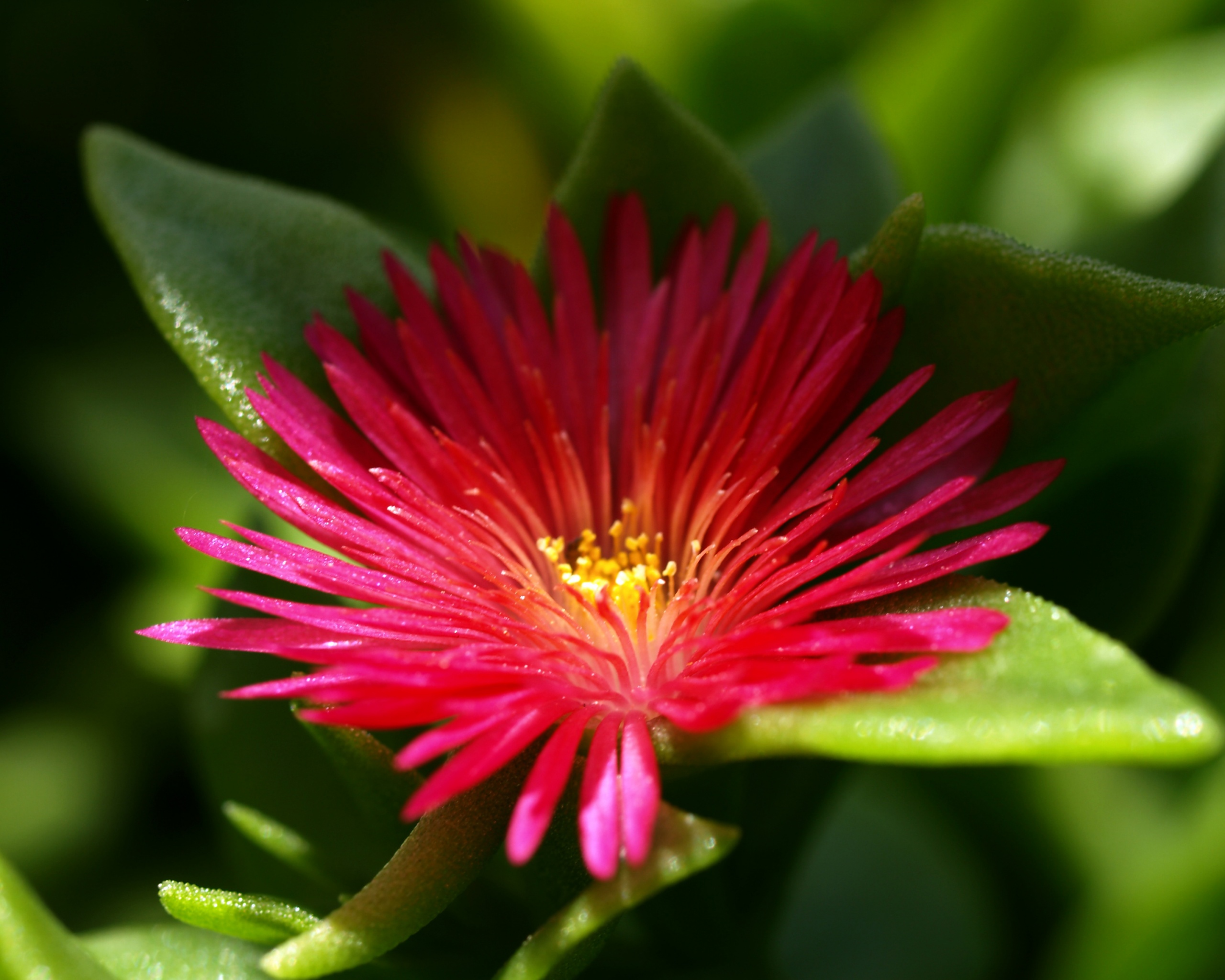 Чудесный цветок обои