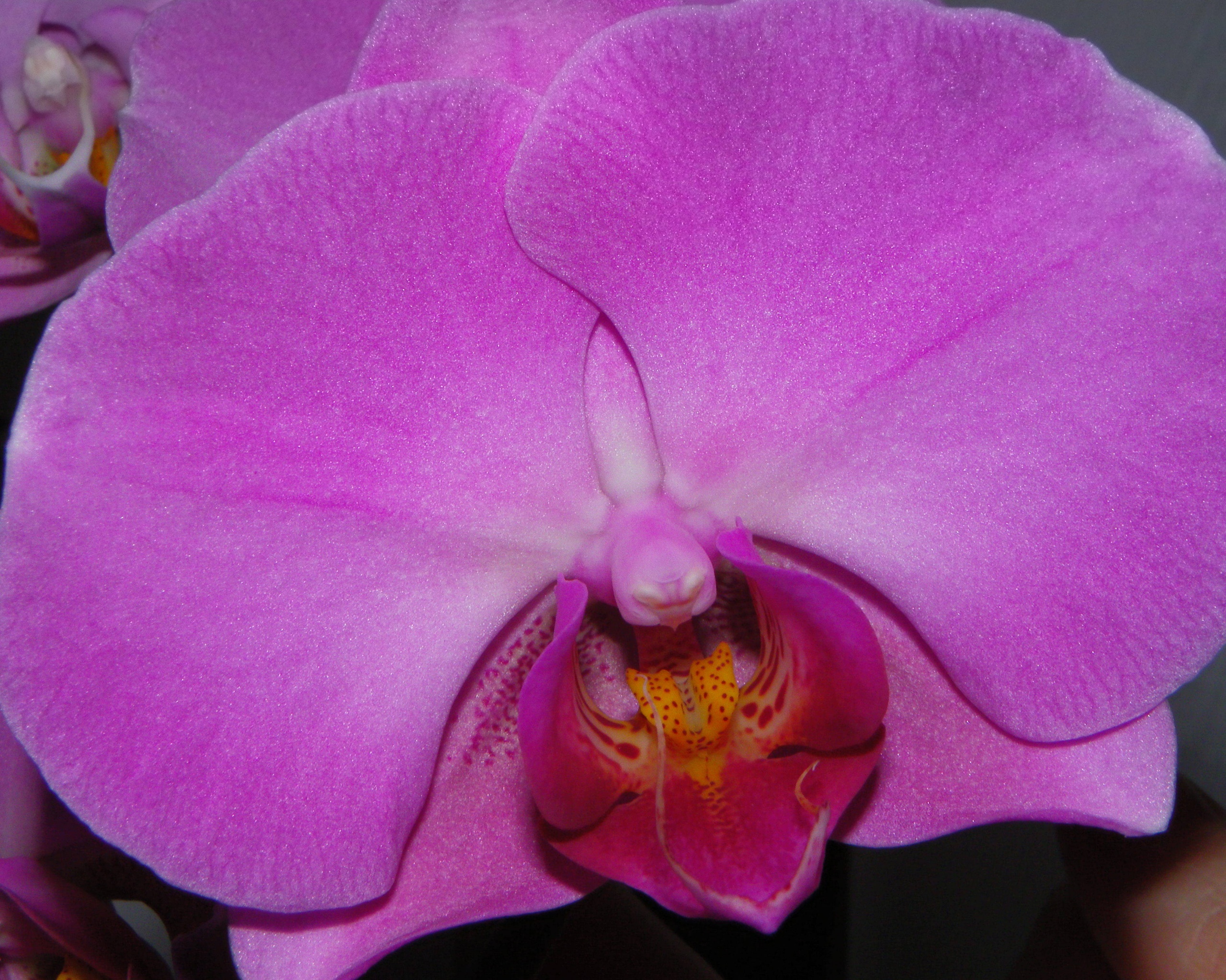 Фиолетовая орхидея обои