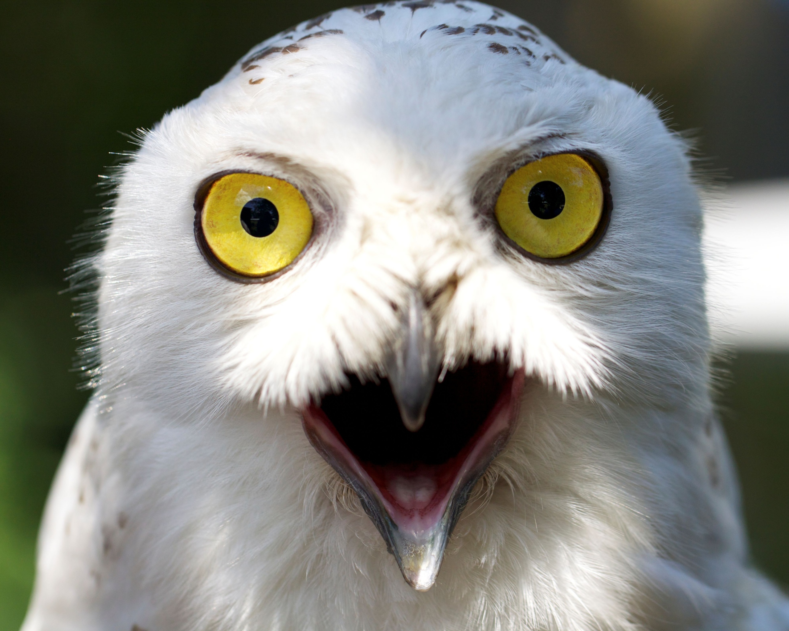 Сова в шоке! обои