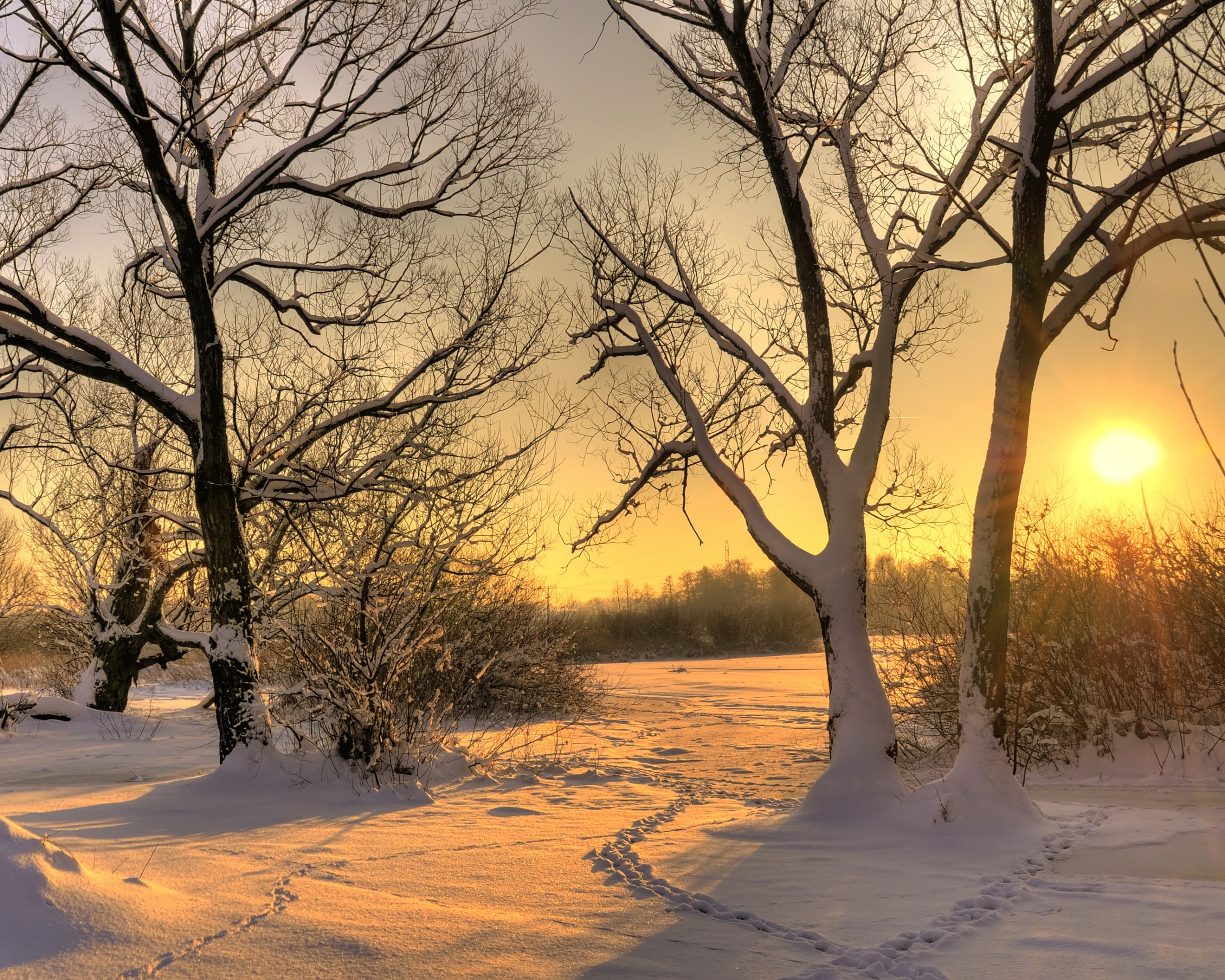 Солнечный свет в зимнем лесу обои