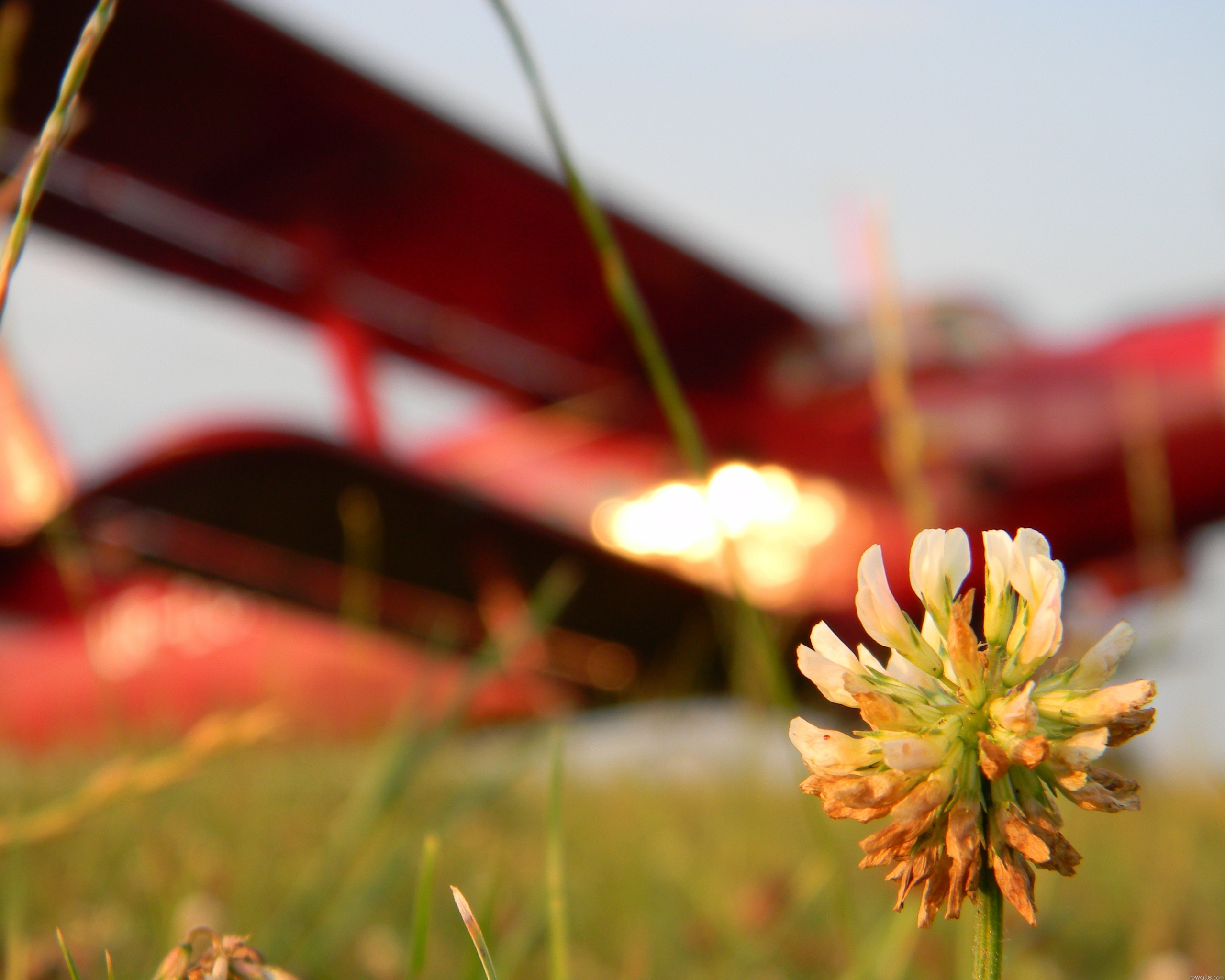 Цветок и красный самолет обои
