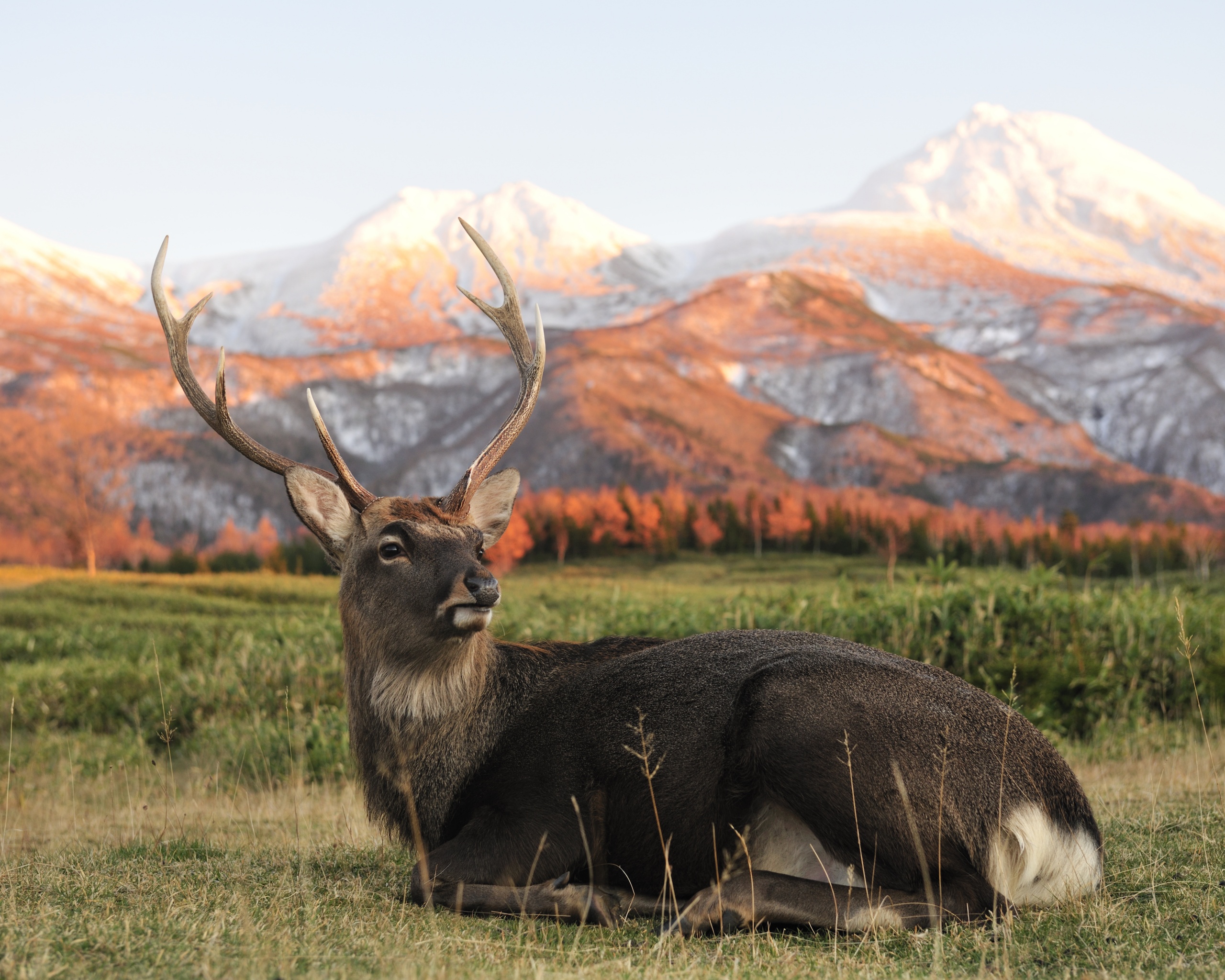 Олень отдыхает в предгорьях обои