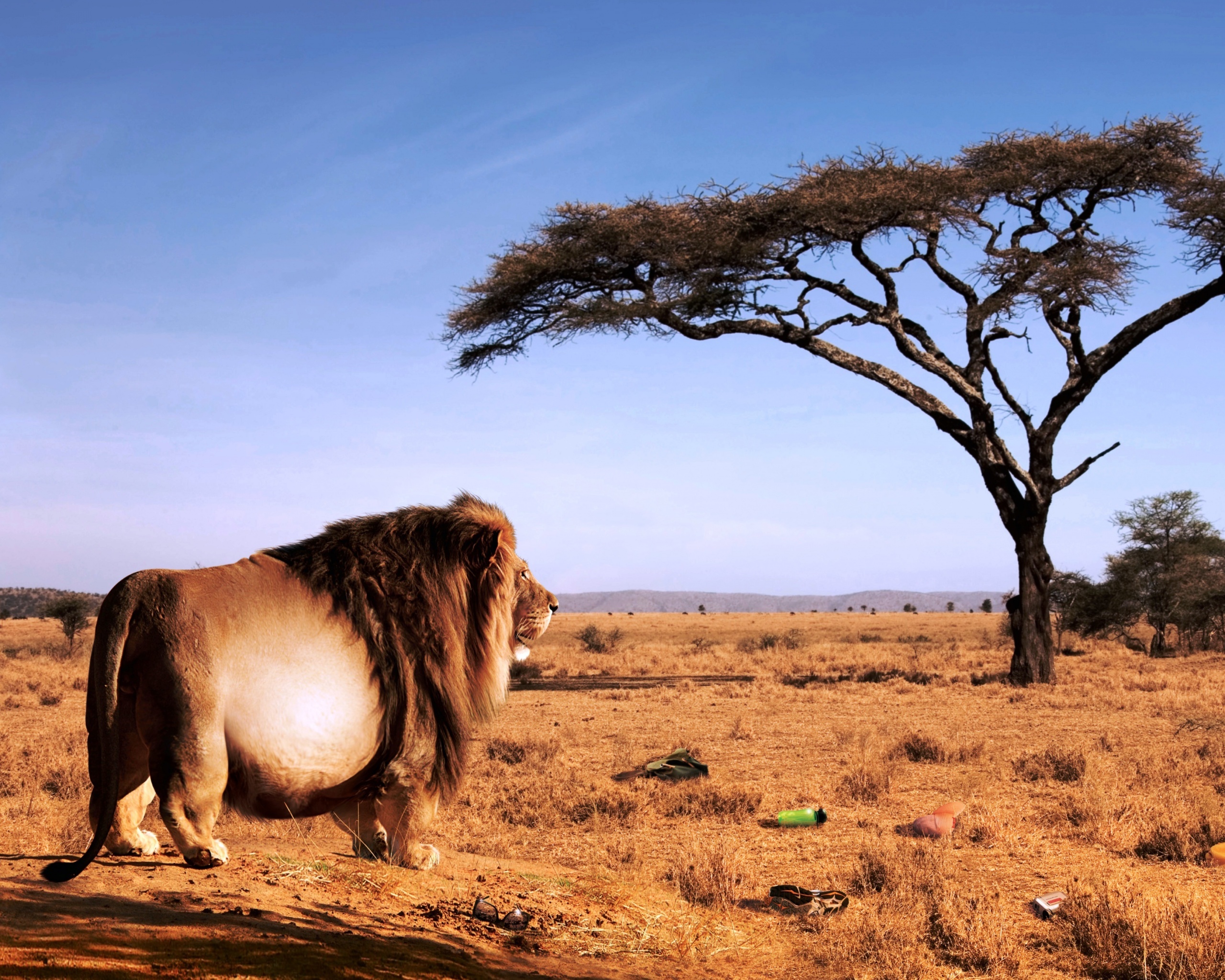 Толстый лев обои