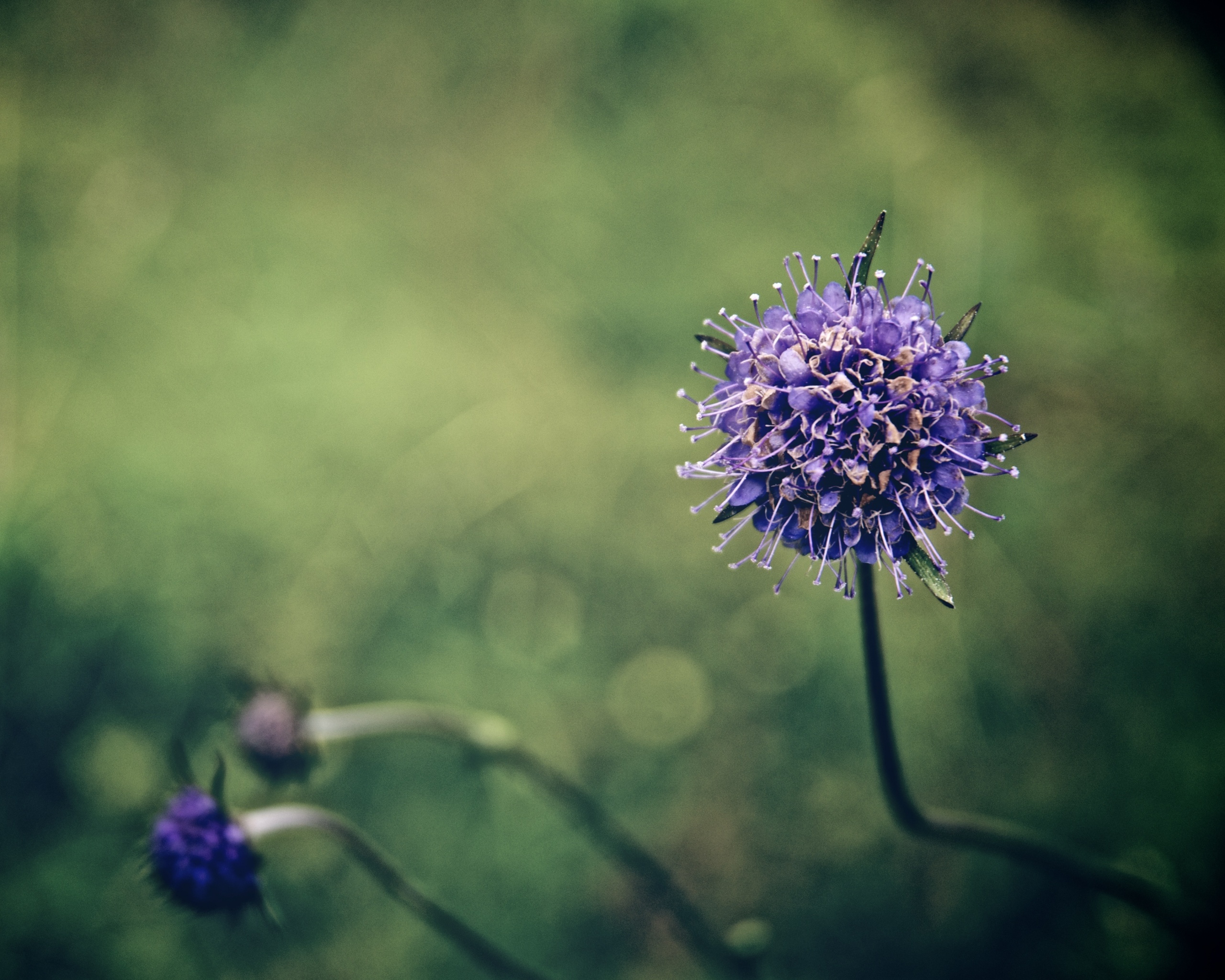 Цветок в макро обои