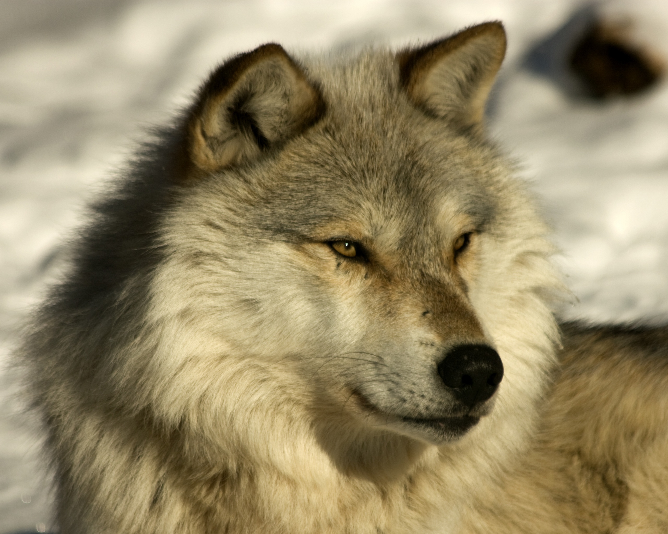 Лайка на снегу обои