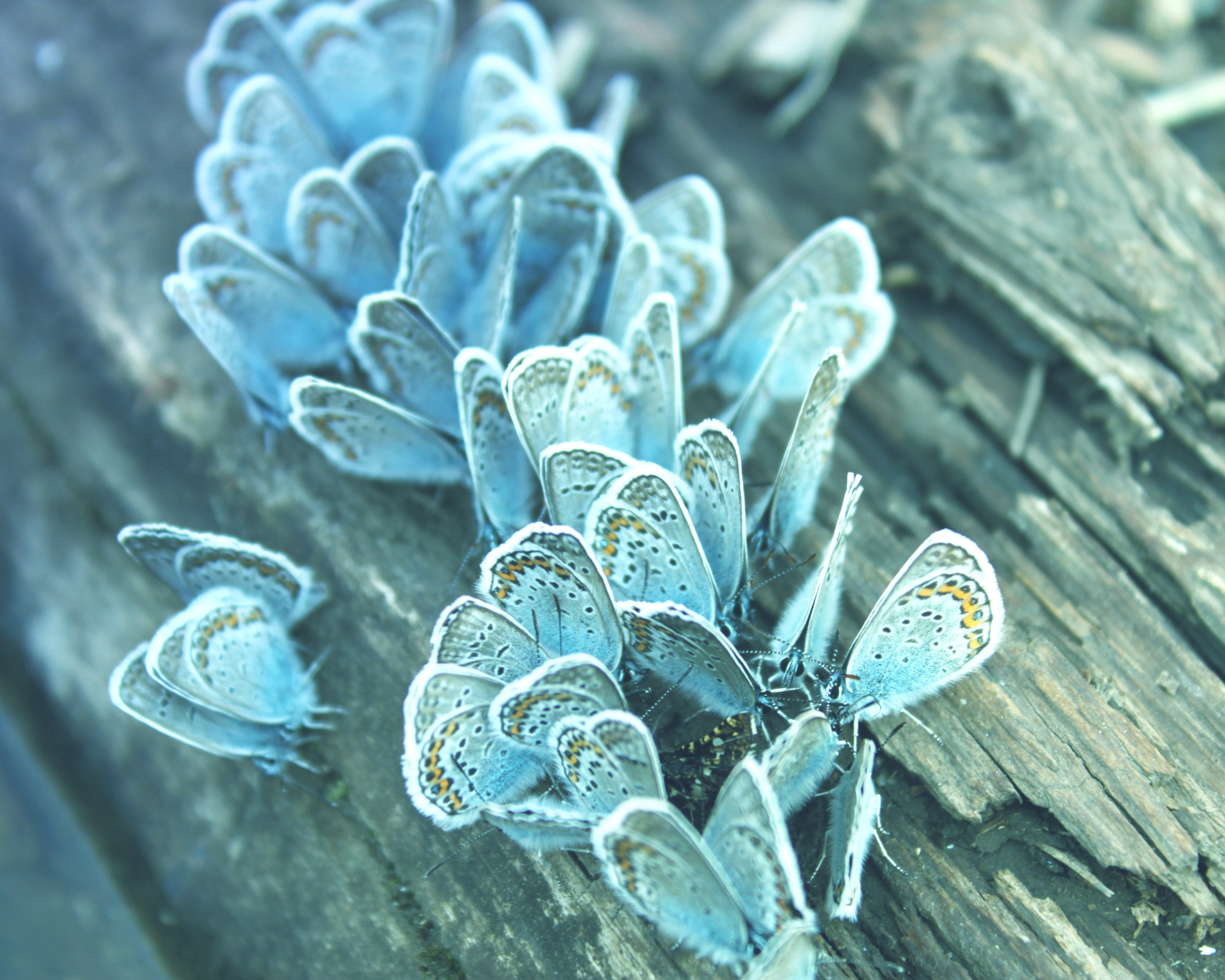 Голубые бабочки обои