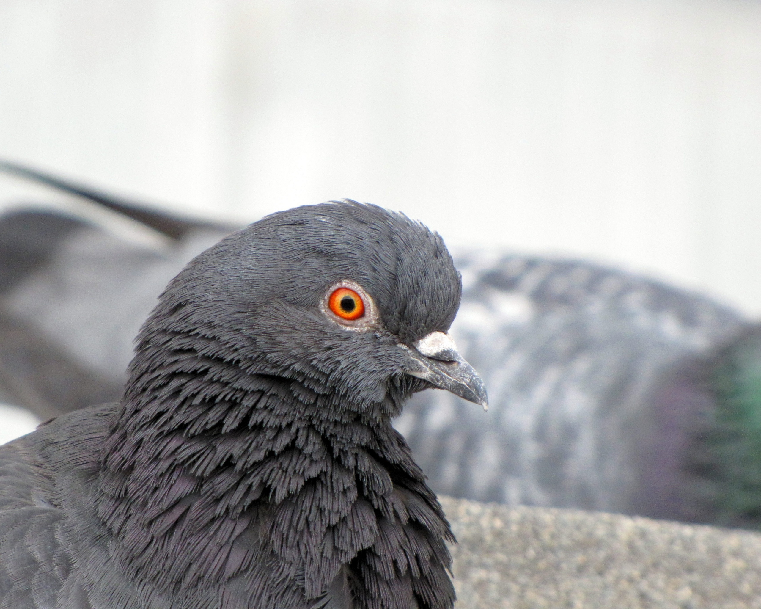 Смотрит в самую душу обои