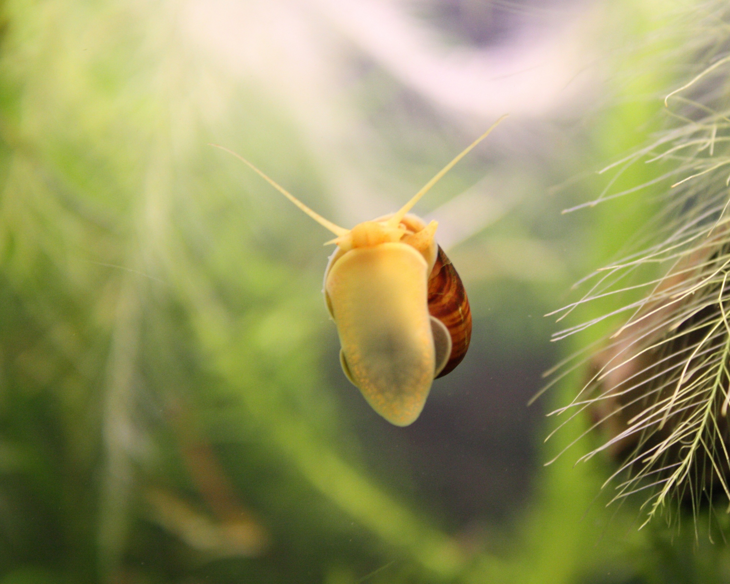 Летящее насекомое обои