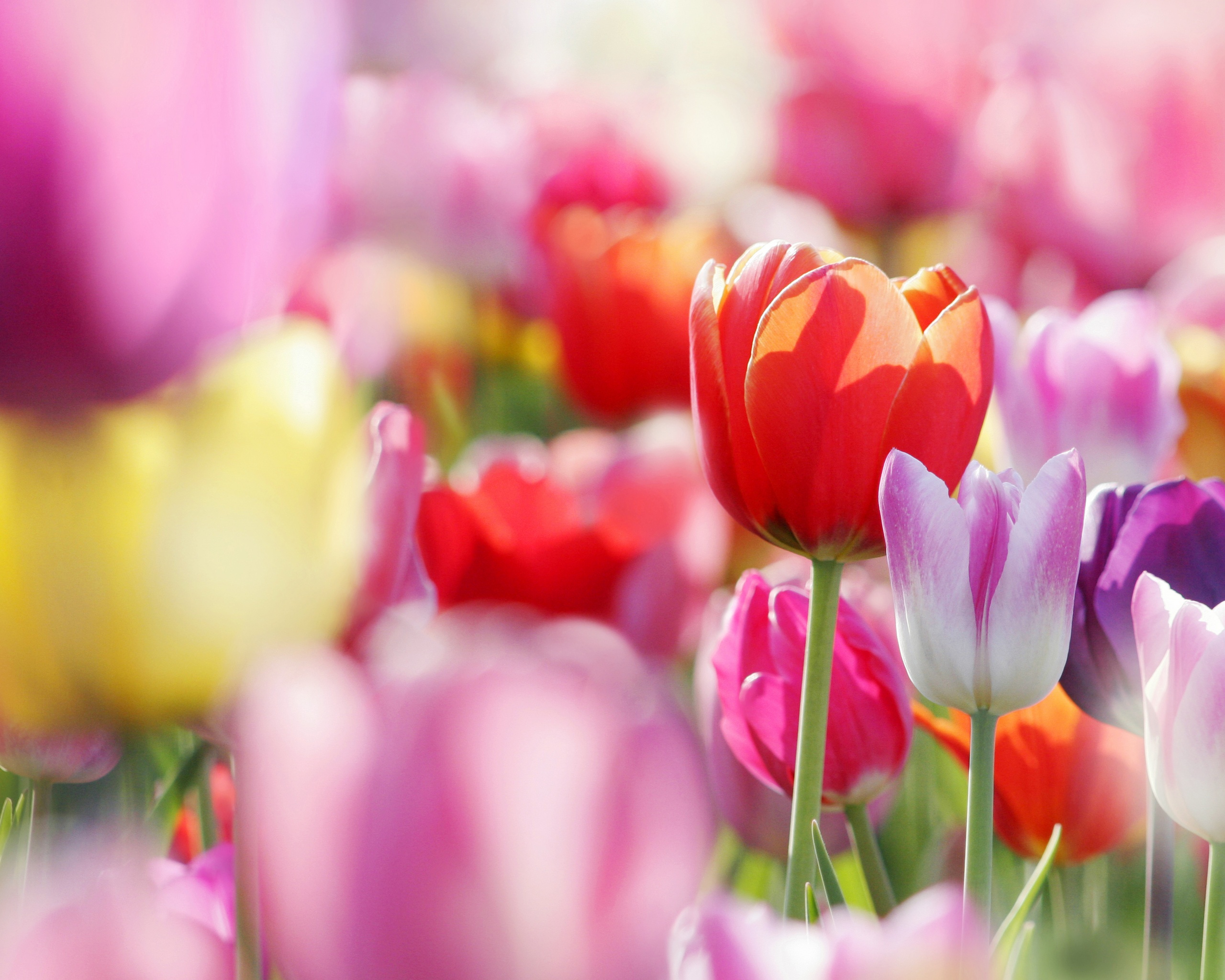 Красивые тюльпаны обои