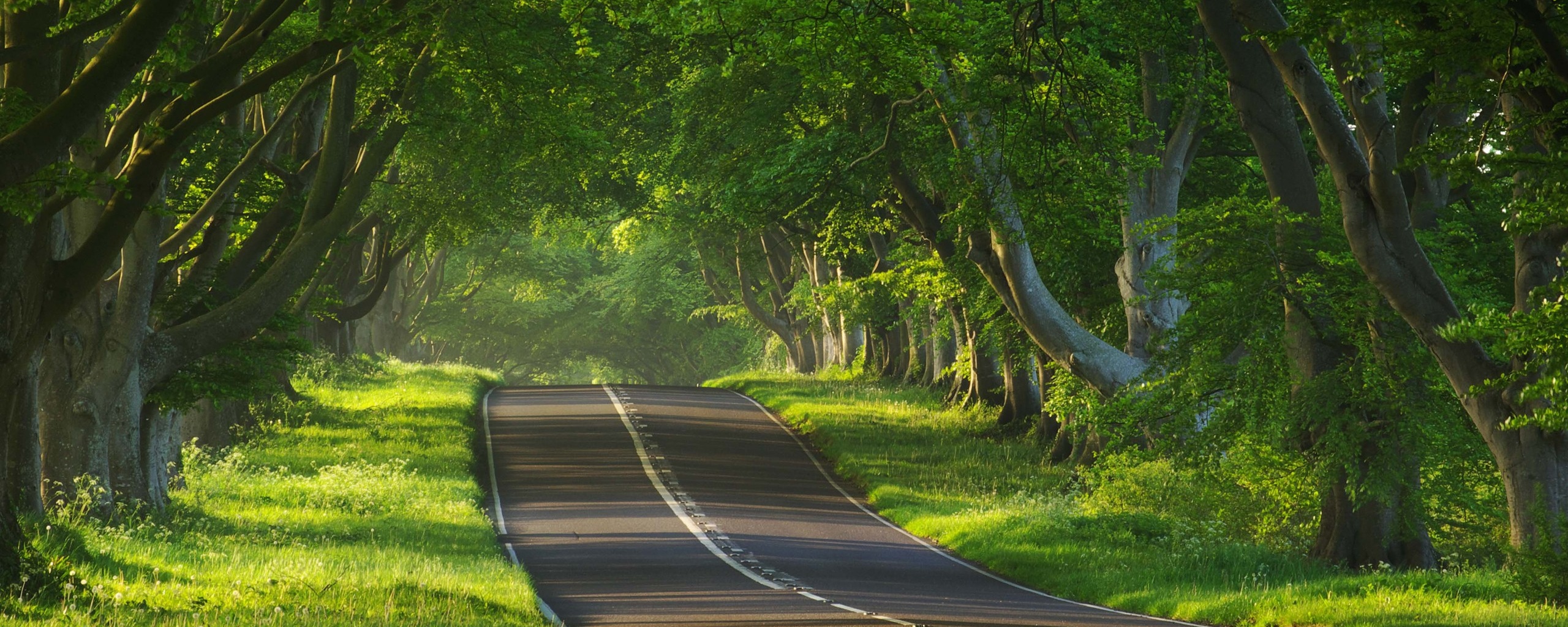 Трасса в тени деревьев обои