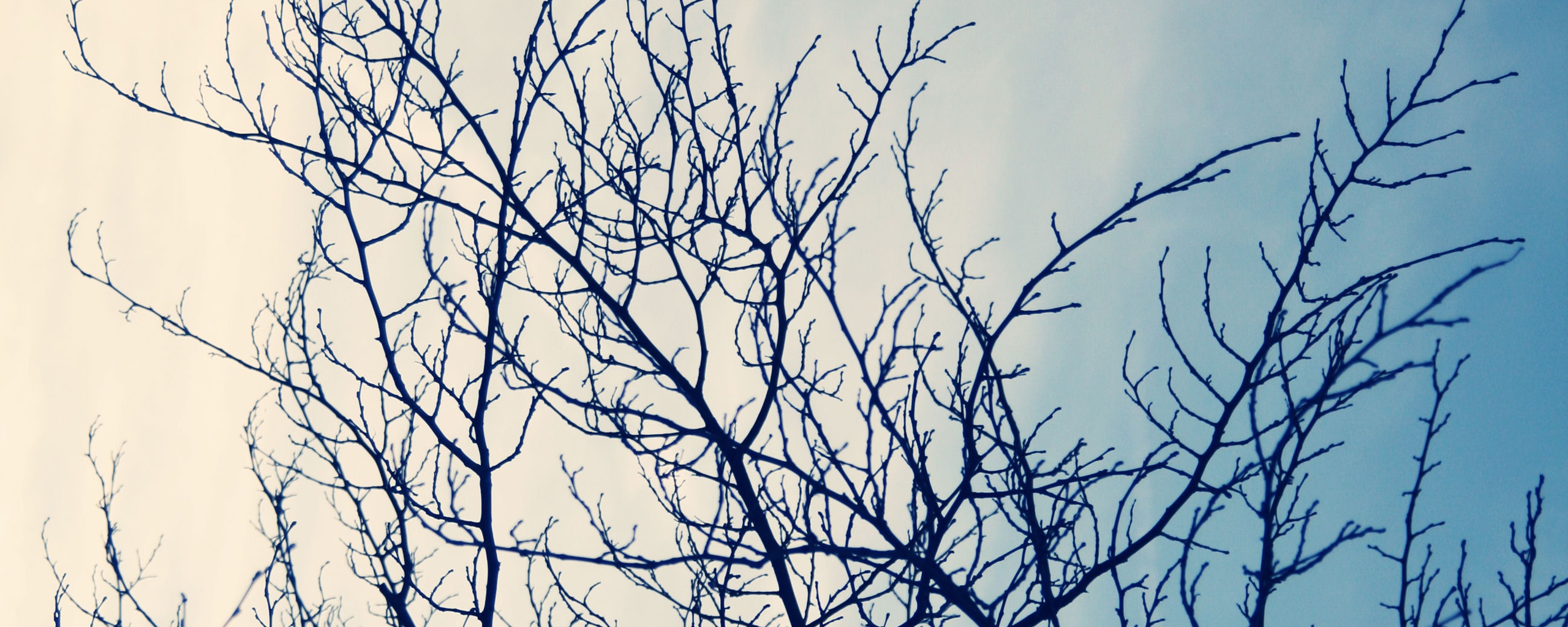 Ветвистое дерево обои