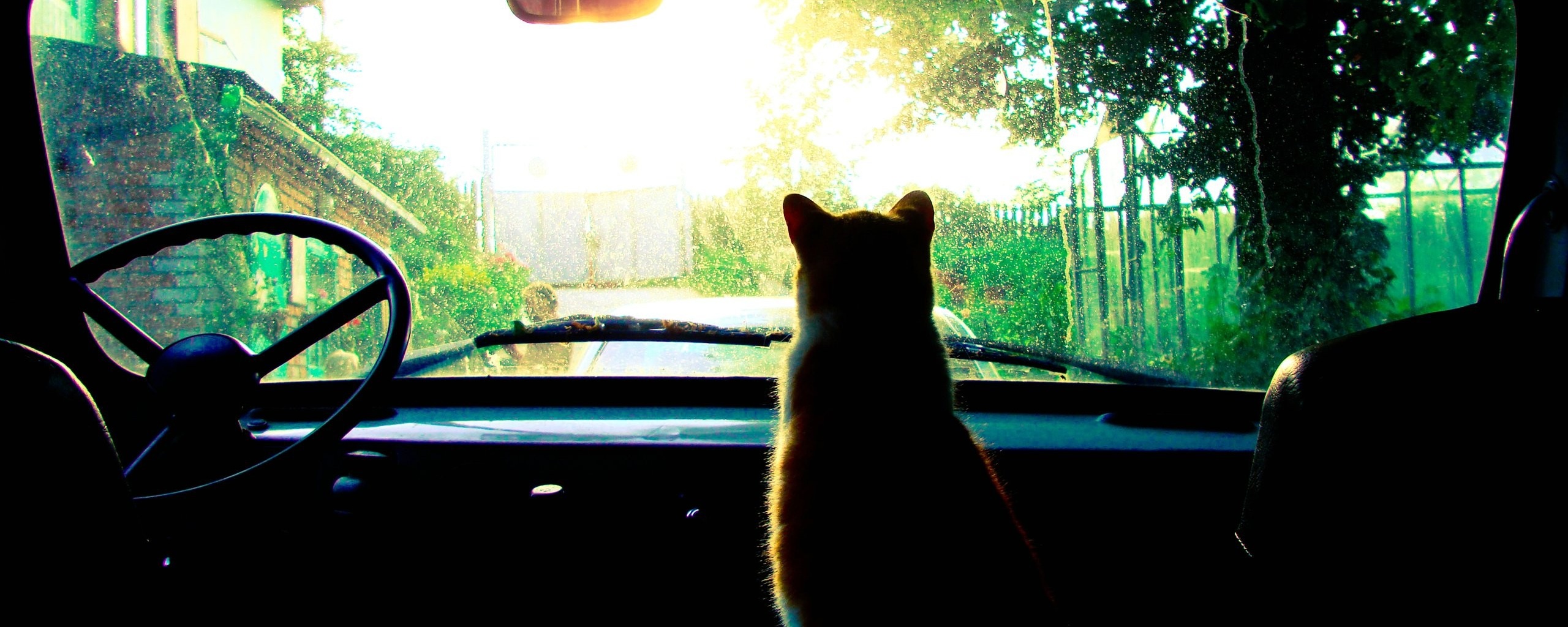 Кот навигатор обои