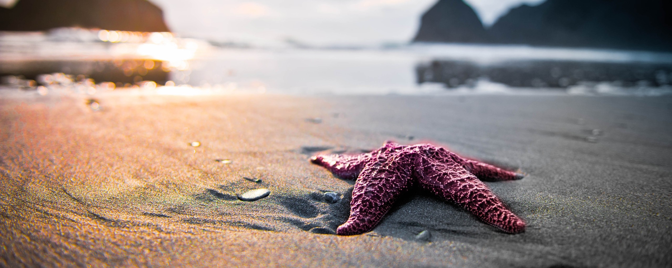 Морская звезда обои