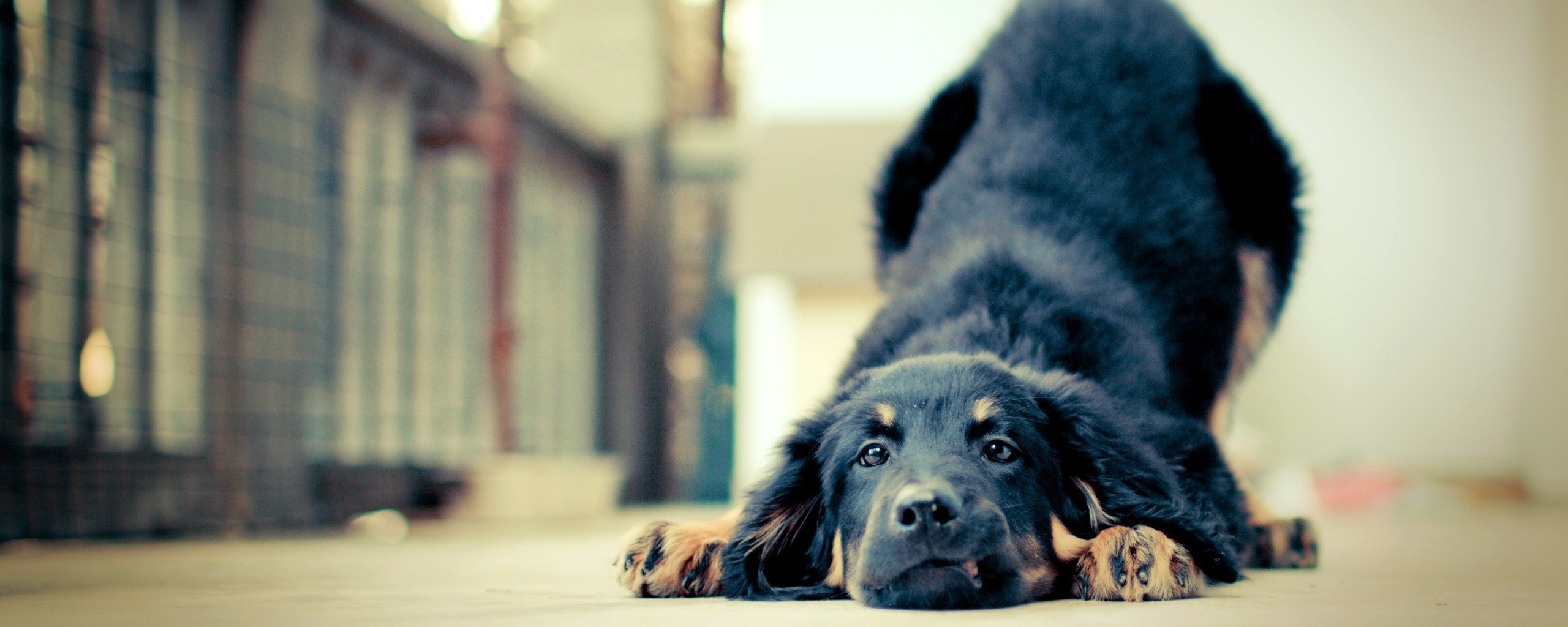 Игривый пес обои