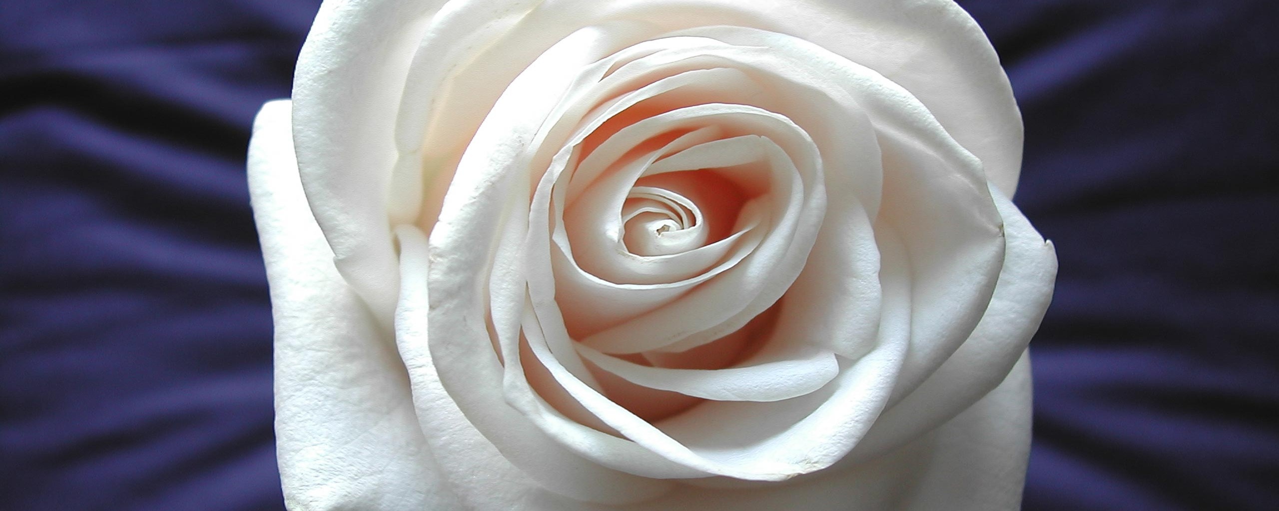 Белая роза обои